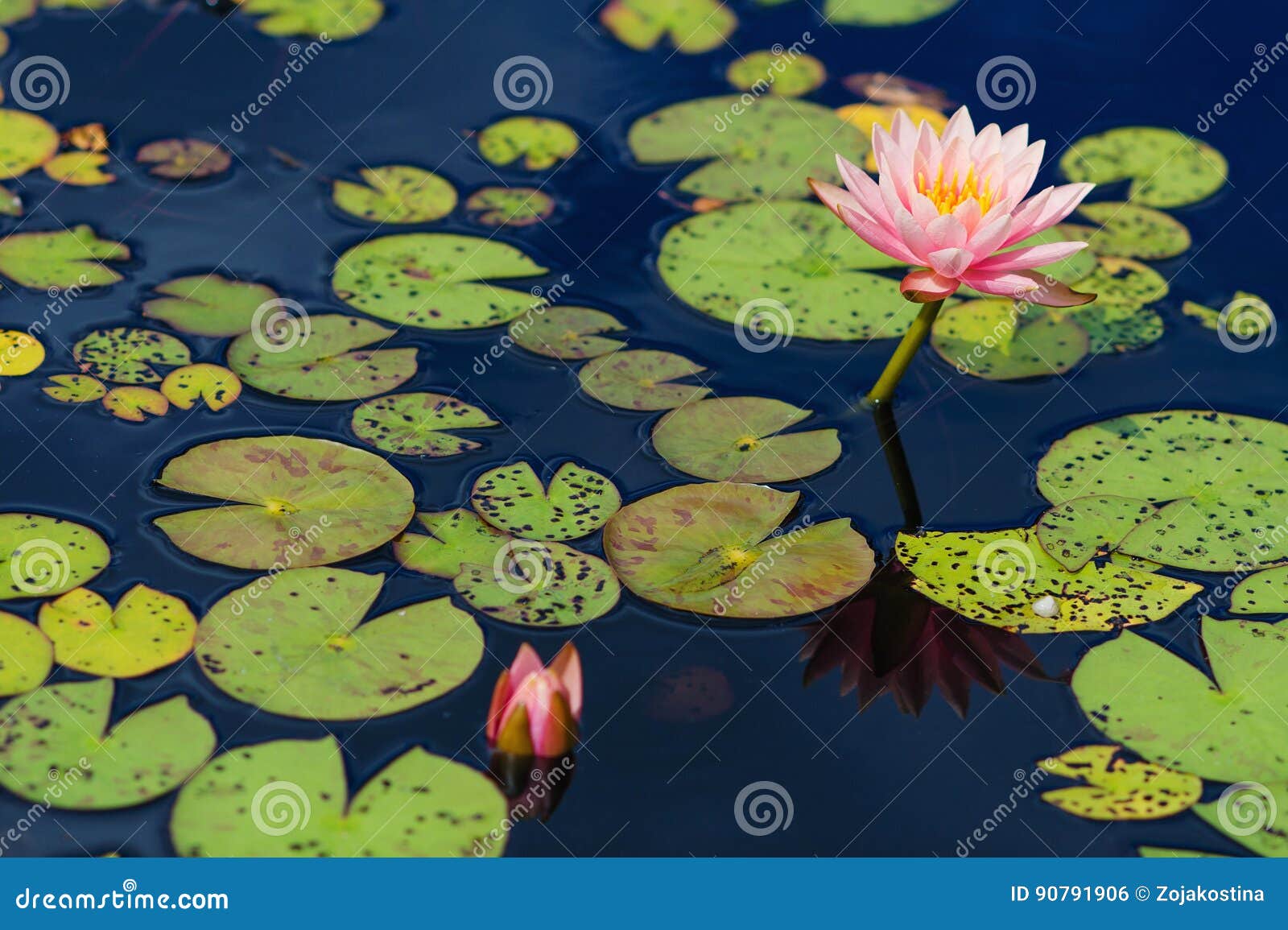 Water lily flower stock photo. Image of blooming, pure 90791906