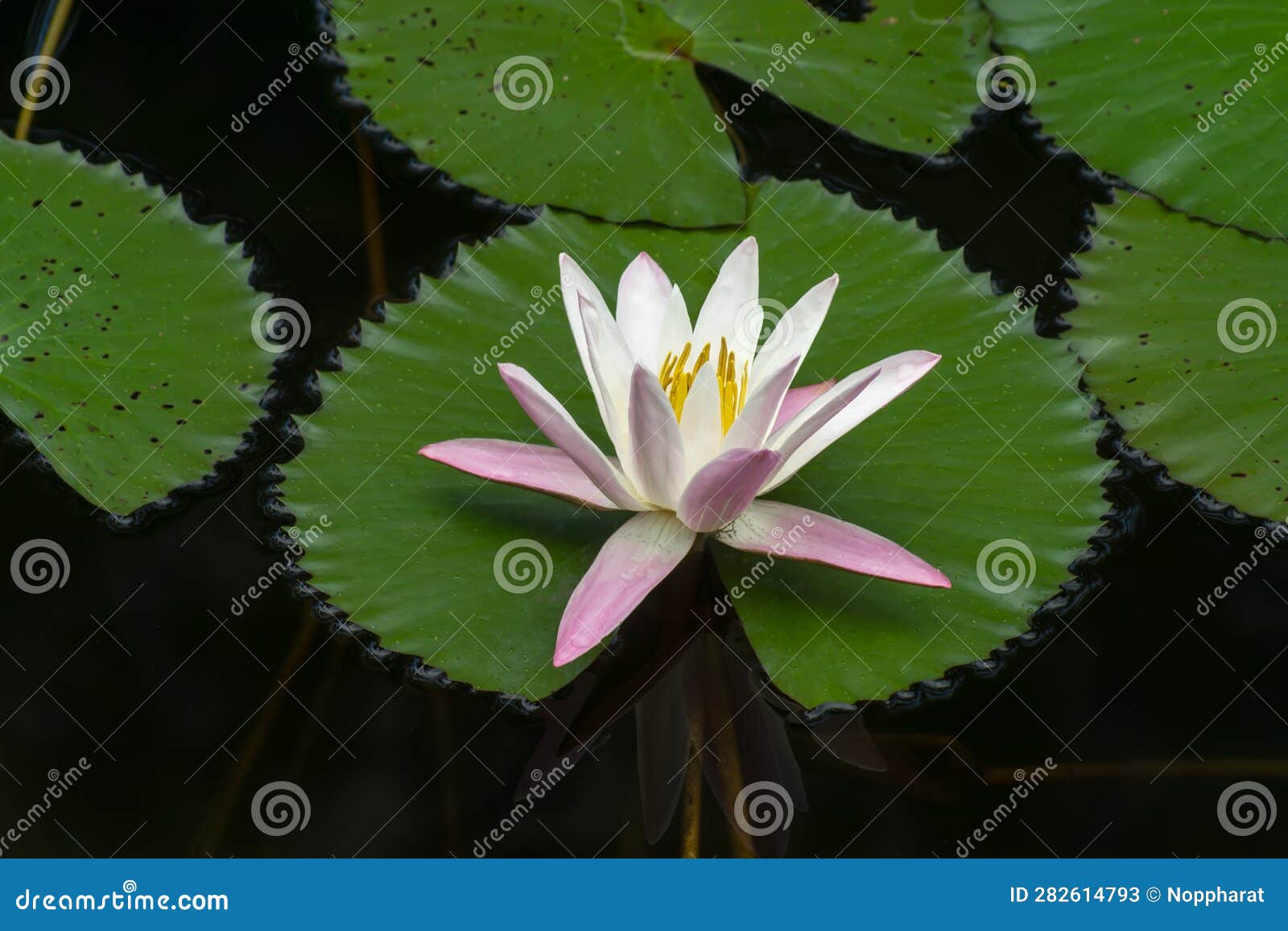 Water Lily Flower in the Dark Water Stock Image Image of petal, leaf