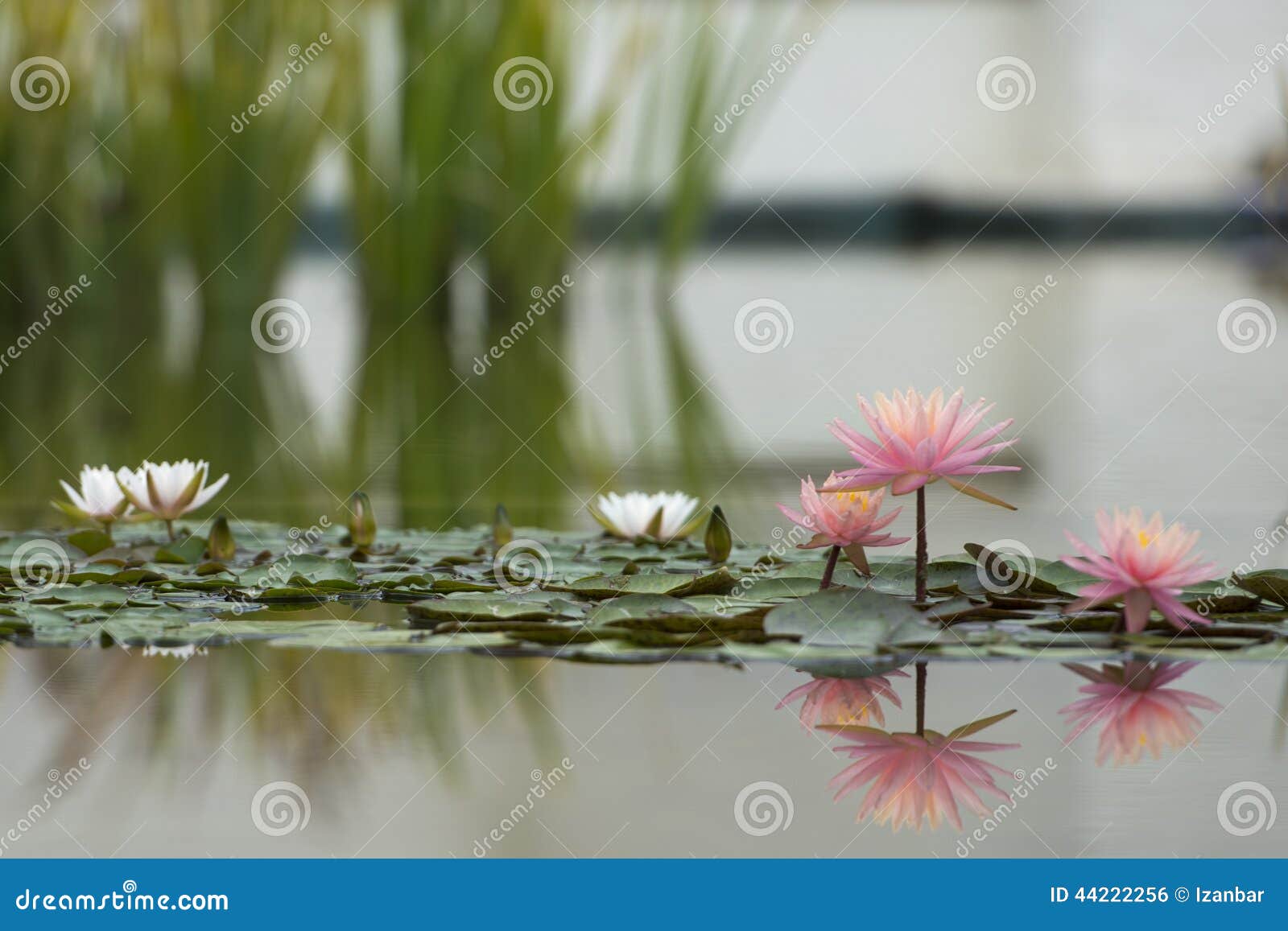 Water Lily Flower Reflection on Water Stock Photo Image of flora