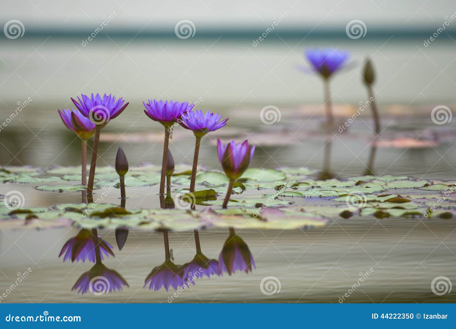 Water Lily Flower Reflection on Water Stock Photo Image of garden