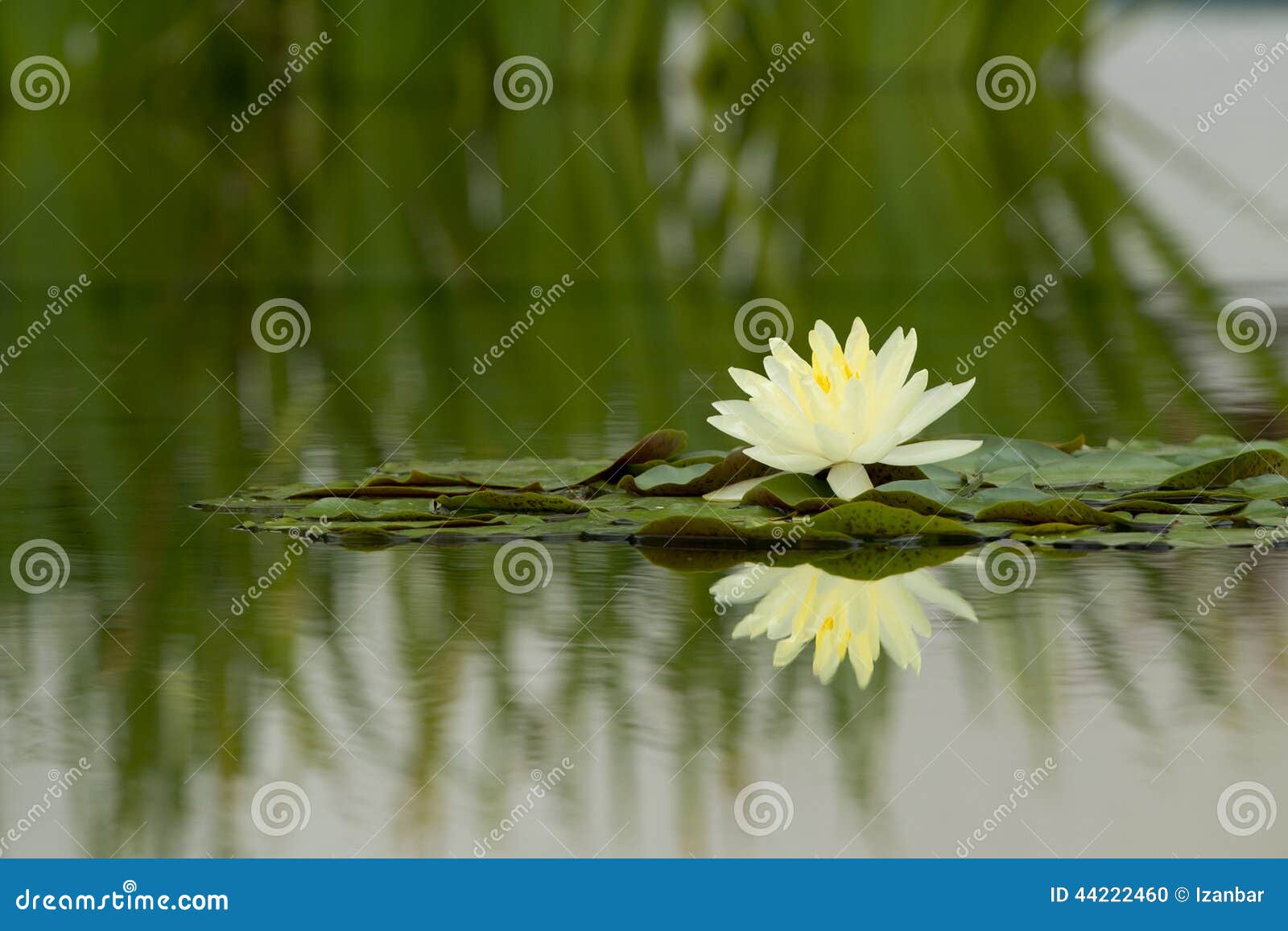 Water Lily Flower Reflection on Water Stock Photo Image of outdoor