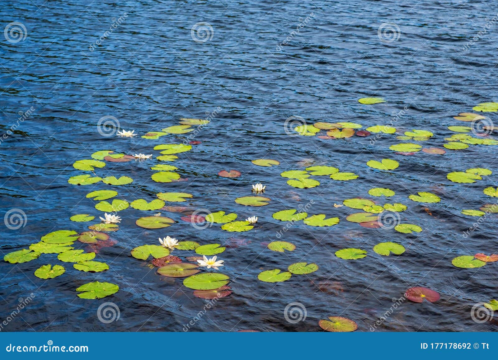 Water Lily Flowers in a Lake Stock Photo Image of blade, copy 177178692