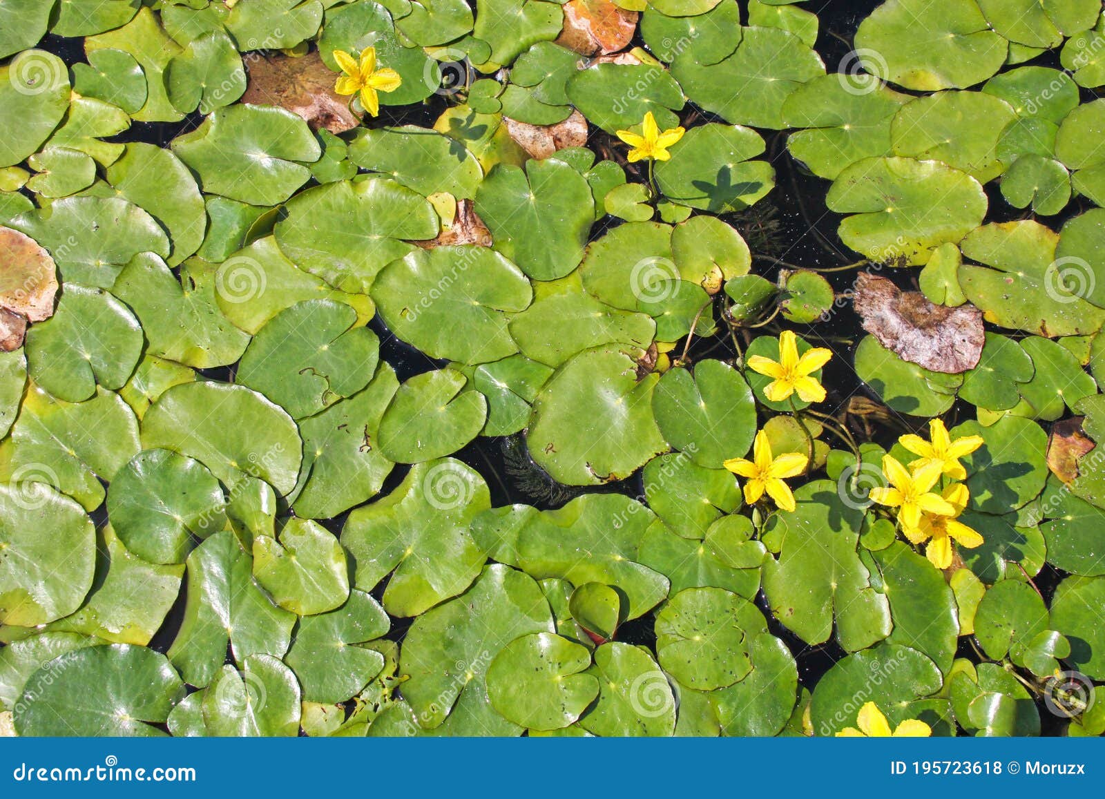 Water Lily Flowers and Leaves Stock Photo - Image of flora, aquatic ...