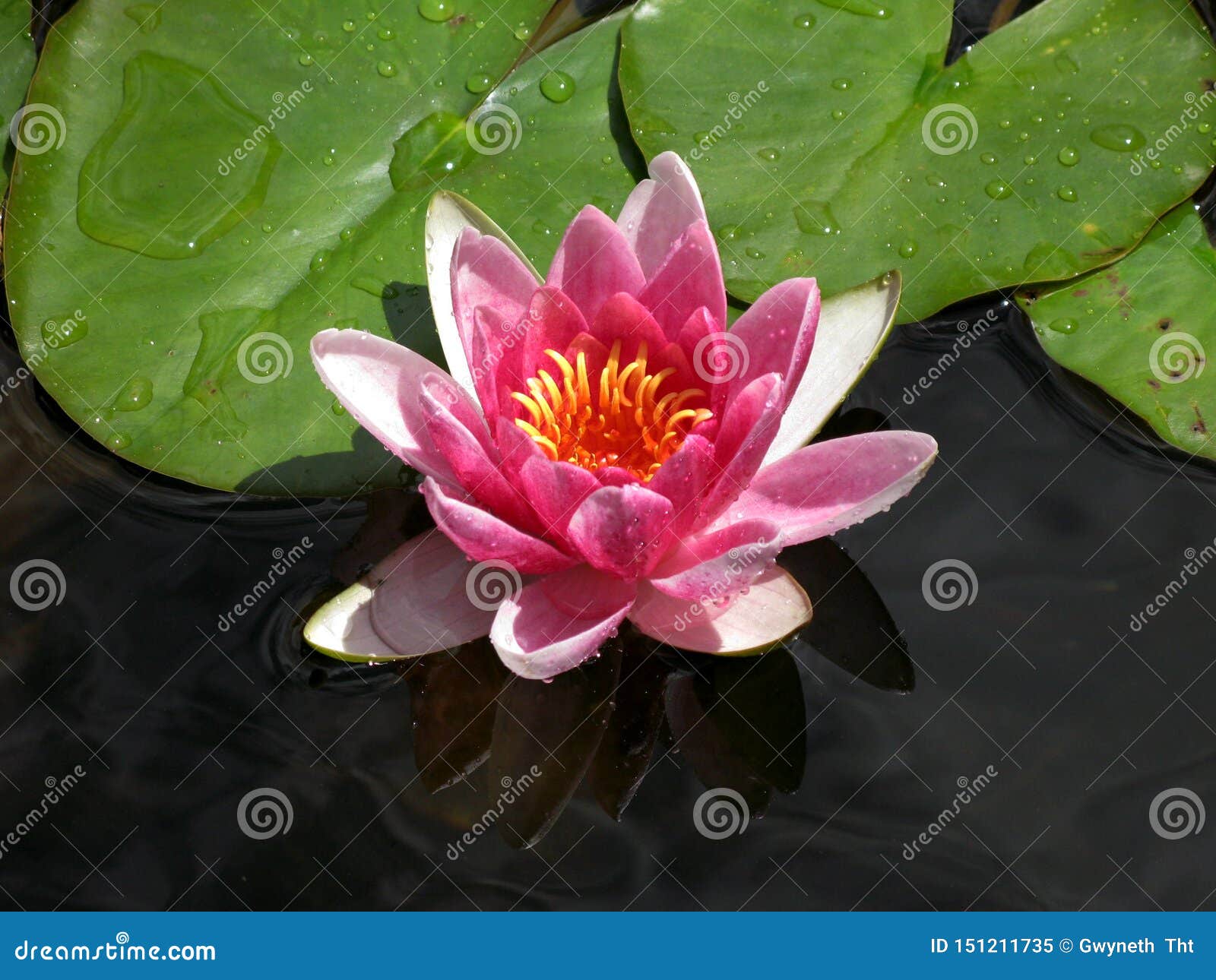Gorgeous Poetic Waterlily In Summer Day Stock Image Image Of Plusmn Gorgeous Gorgeous Poetic Waterlily In Summer Day Stock Image Image Of Plusmn Gorgeous