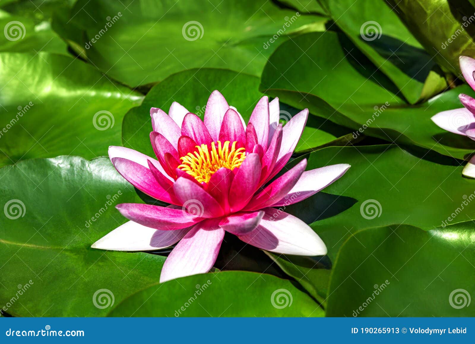 Water Lily Growing on an Artificial Water Reservoir Stock Image Image