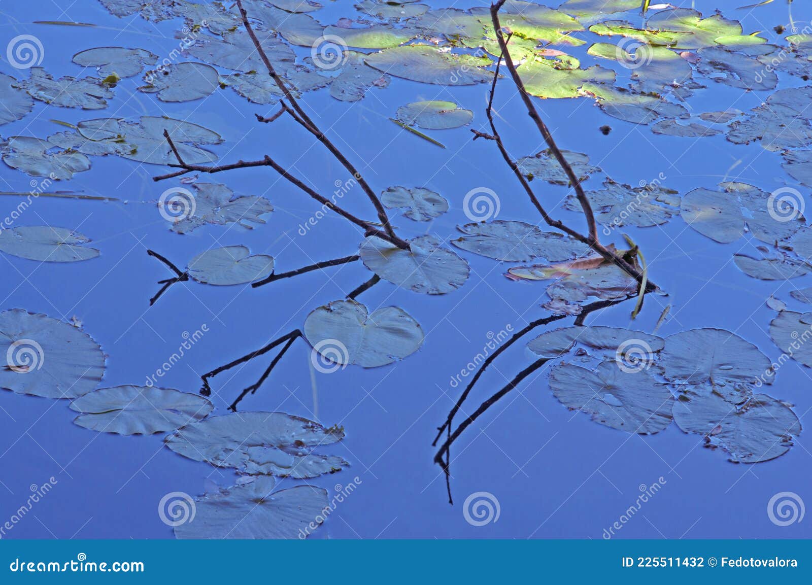 Water Lily Leaves and Dry Tree Branches with Reflection in the River on