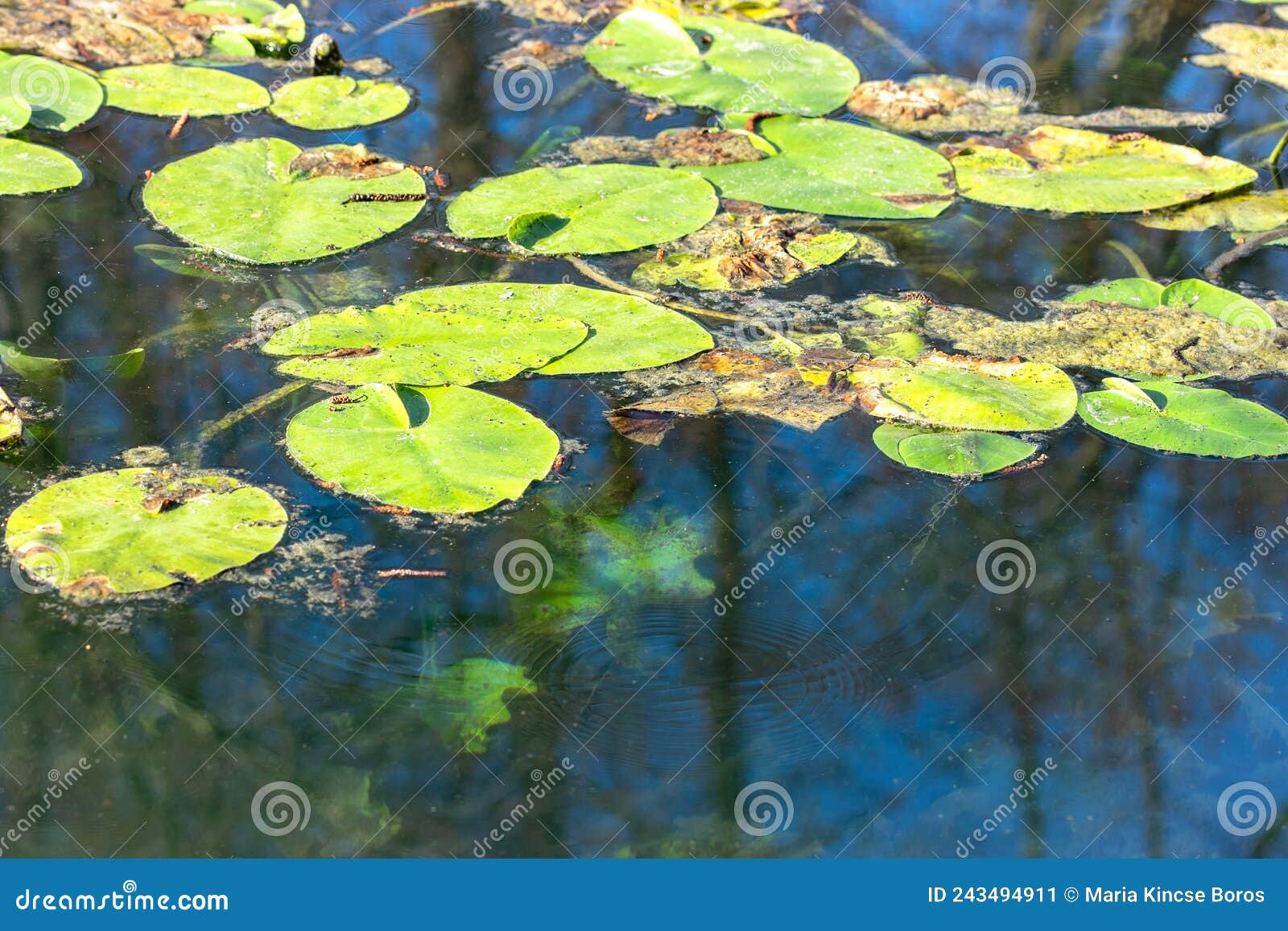 Water Lily Leaves on Water Surface Stock Image Image of leaf, flora