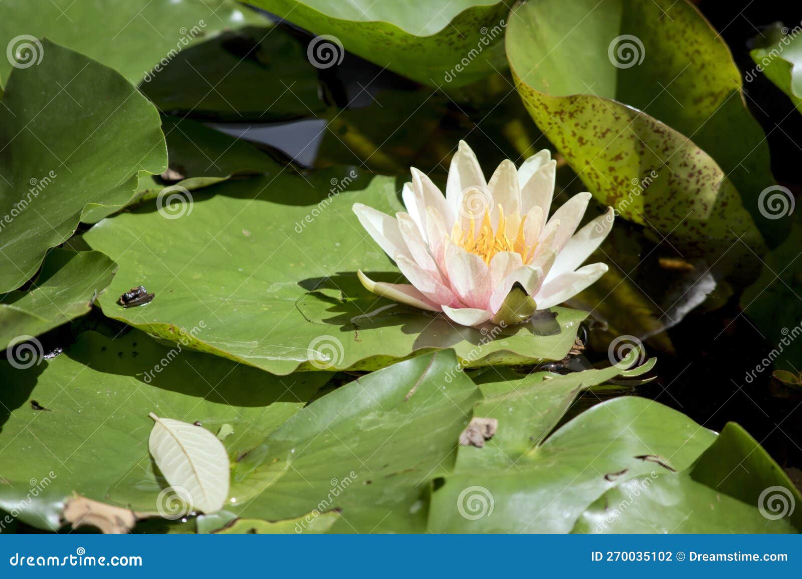 The Water Lily is Light Pink with a Yellow Centre Stock Photo Image