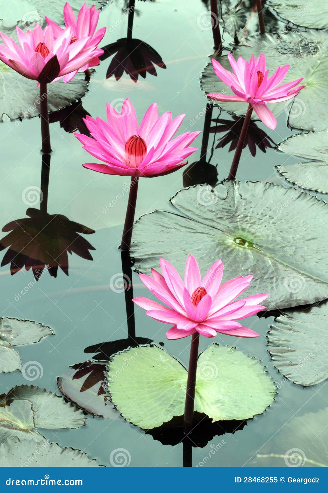 Water lily lotus flower stock image. Image of aquatic 28468255