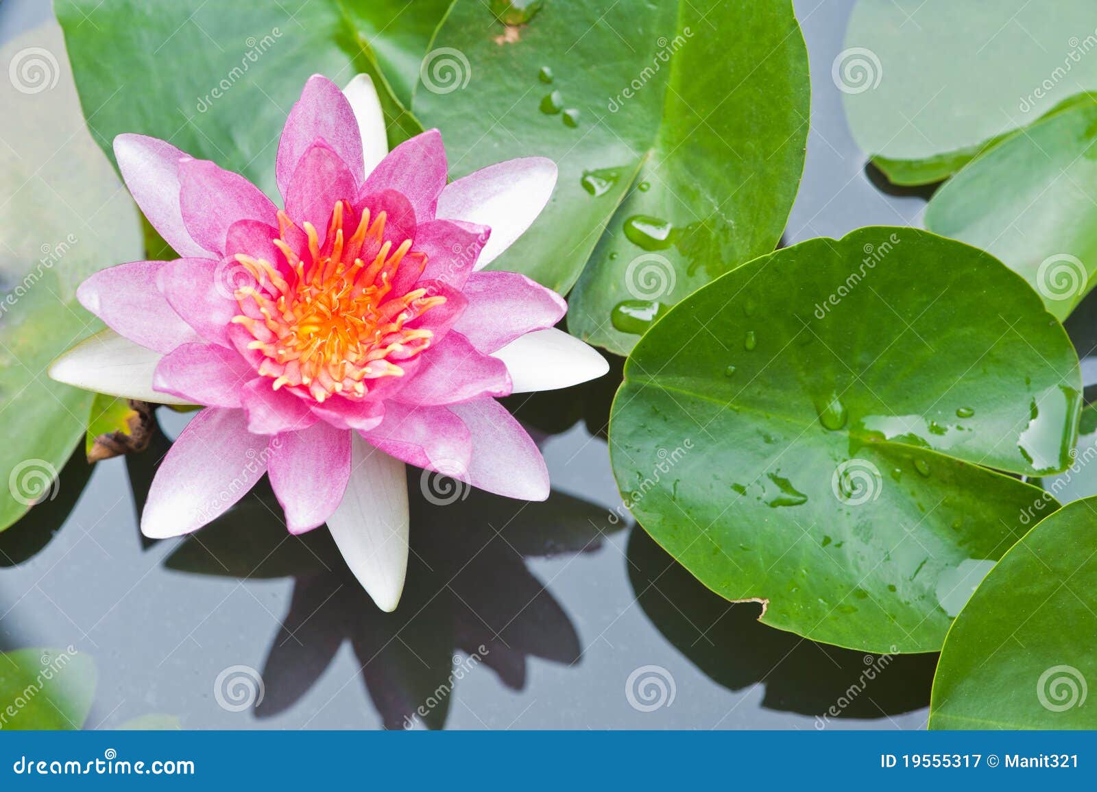Water Lily or Lotus Flower Floating on Pond Stock Image Image of