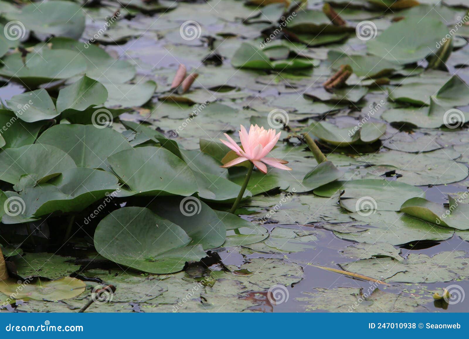 A Water Lily or Lotus Flower Floating on Water Pond Stock Photo Image of cover, botanical
