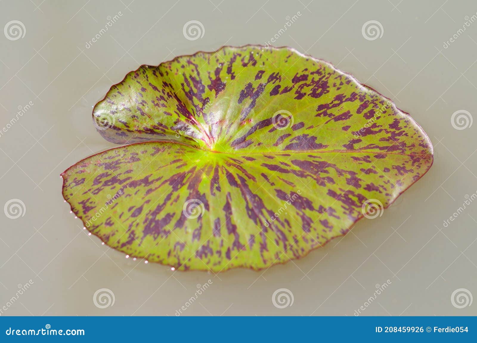 A Variegated Water Lily Pad Stock Photo Image of pond, aquatic 208459926