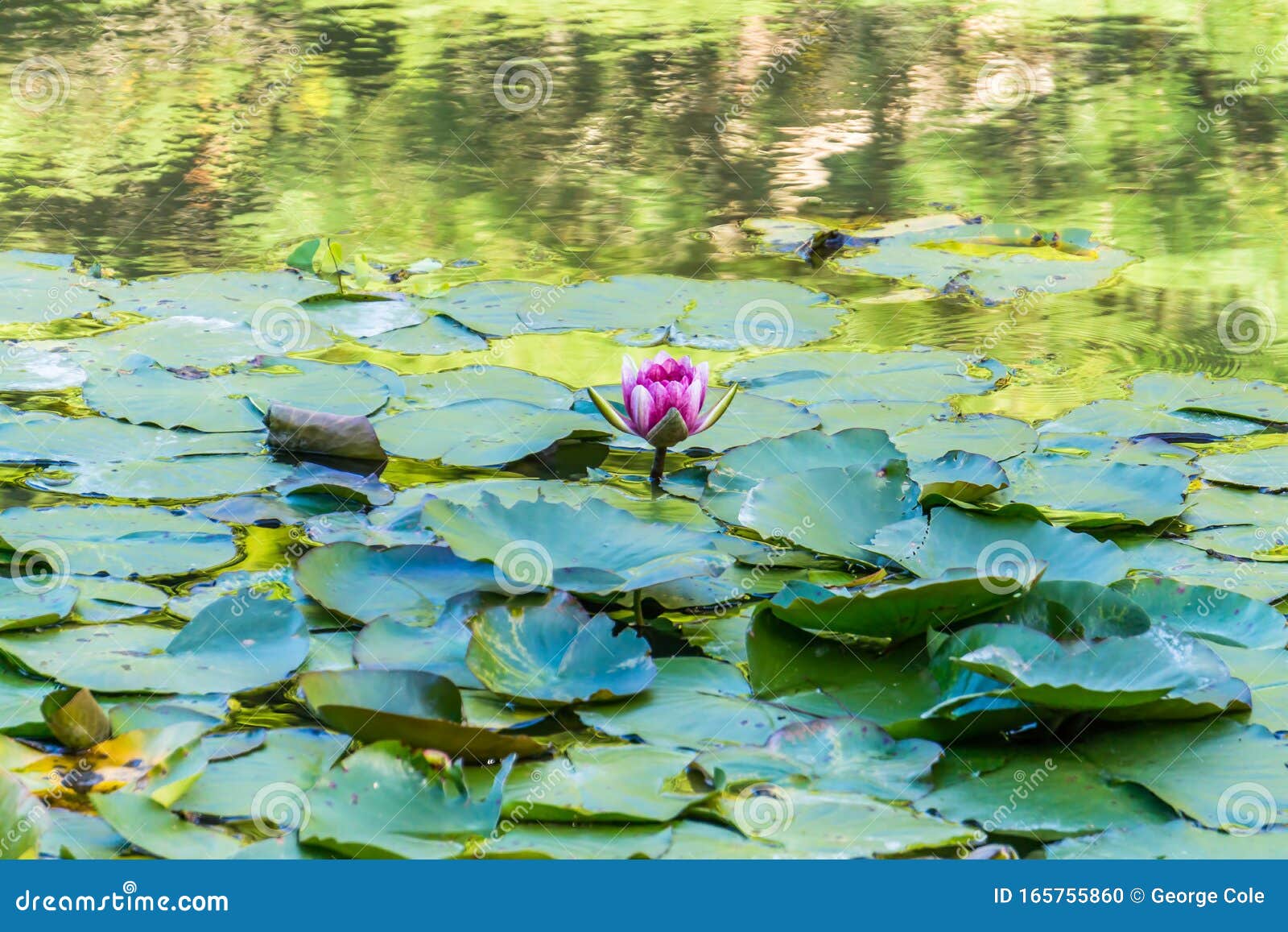 Water Lily Pads 3 stock photo. Image of macro, colorful 165755860