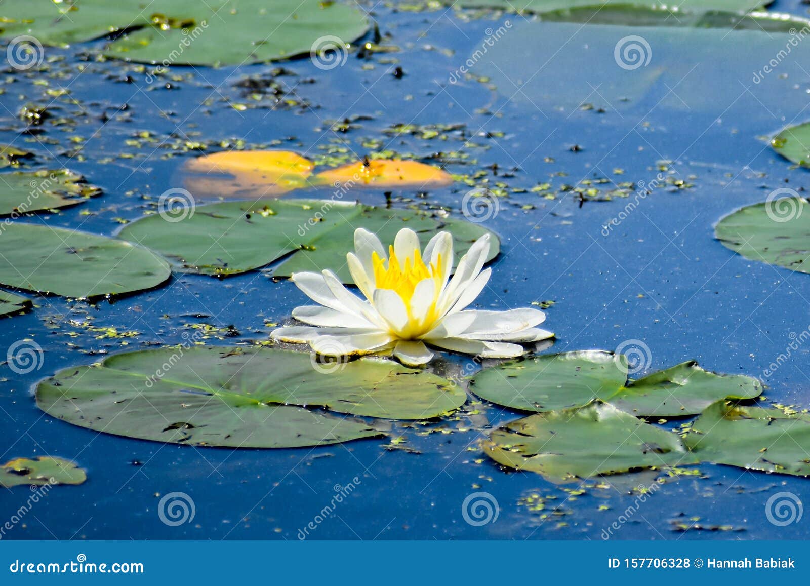 Water Lily and Lily Pads on Lake Stock Photo Image of lily, wisconsin