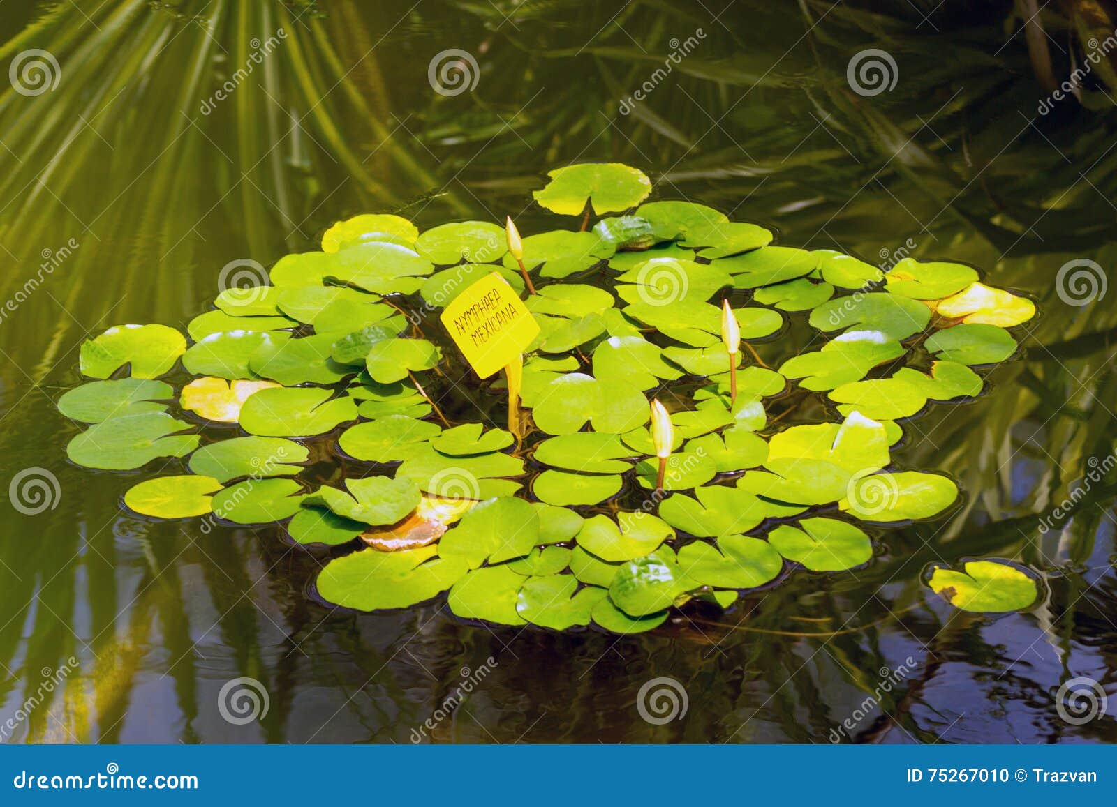 Water lily pads stock photo. Image of pads, blooming 75267010