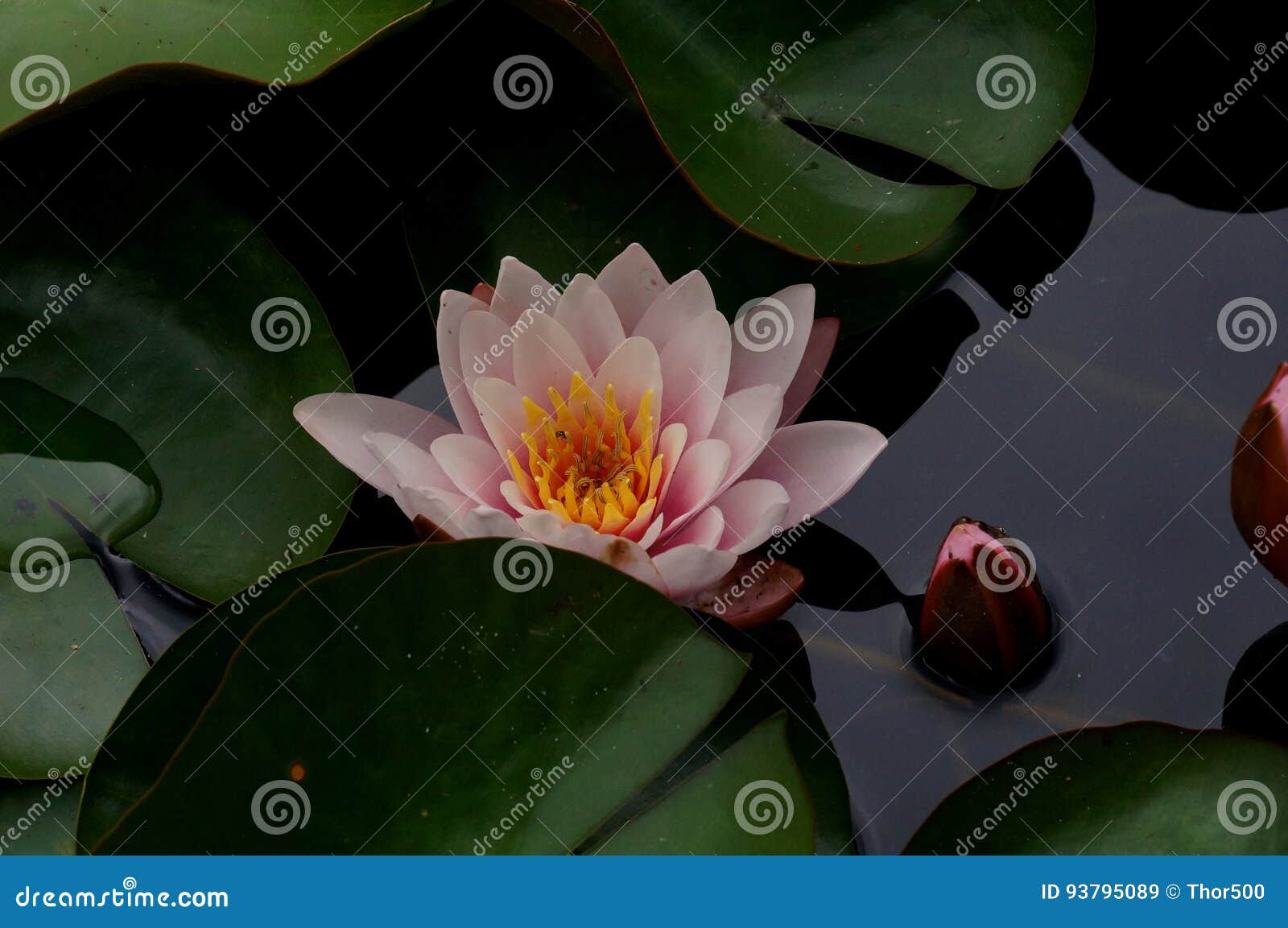 The water lily stock image. Image of cloud, sand, park 93795089