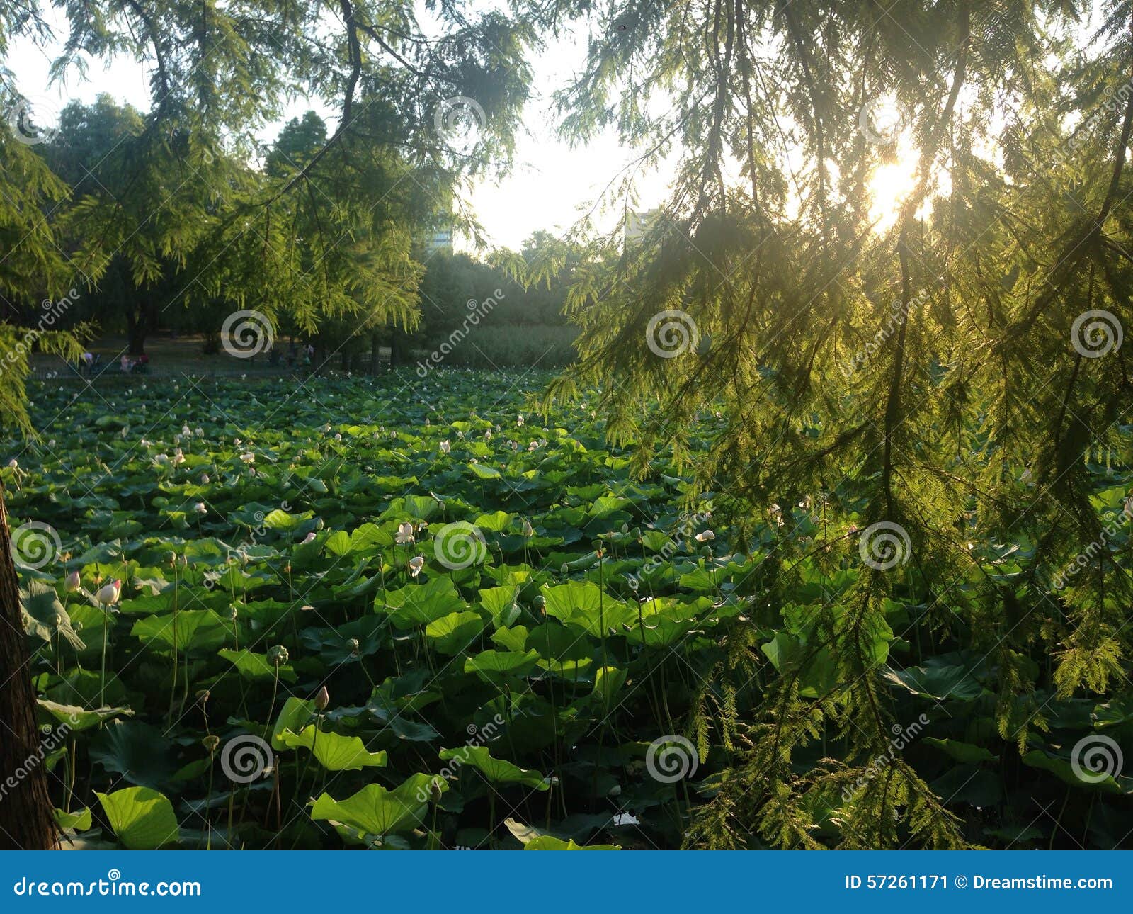 Water Lily Park Sunset Lake Stock Image Image of lily, water 57261171
