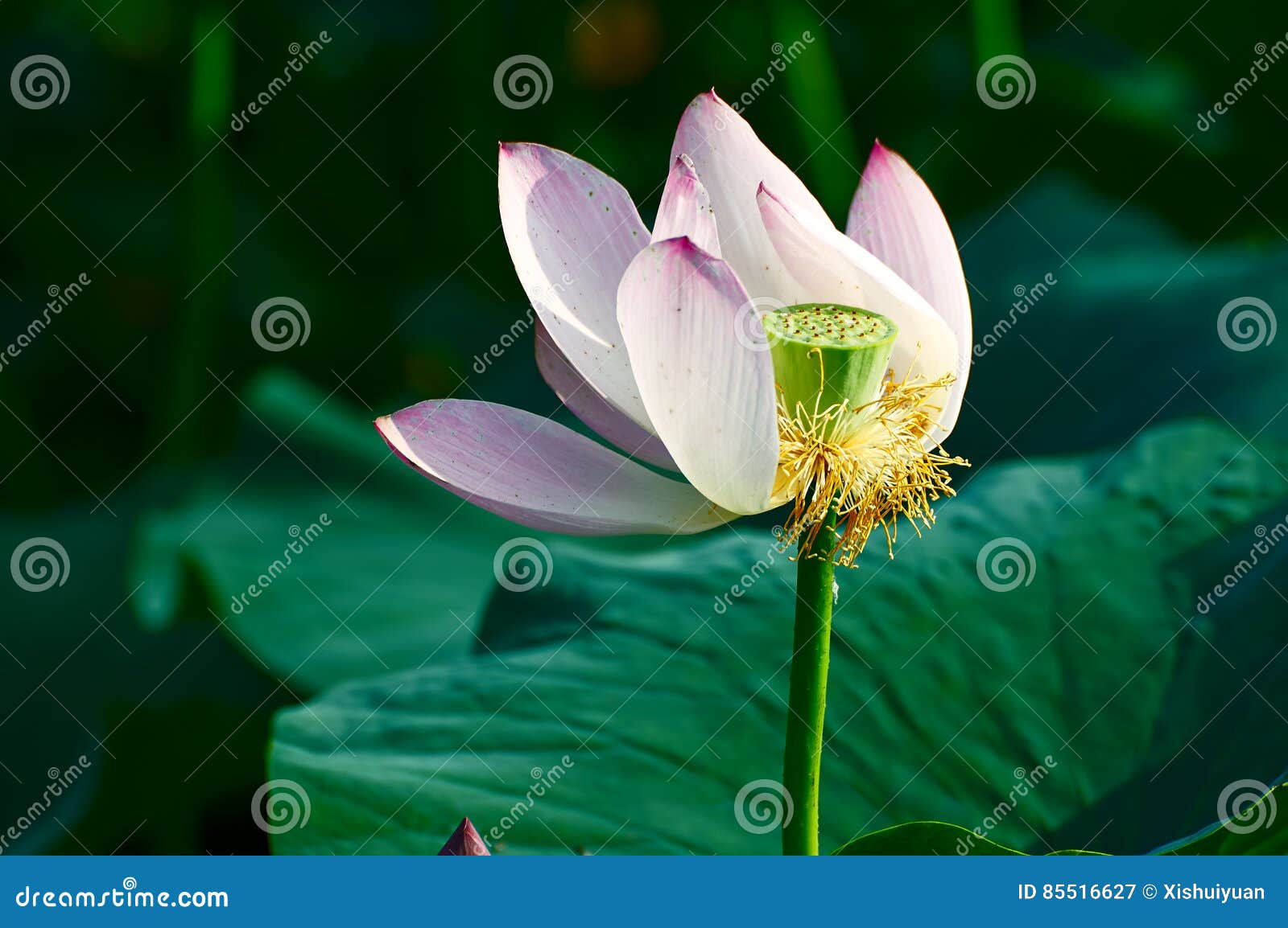 the water lily pistil