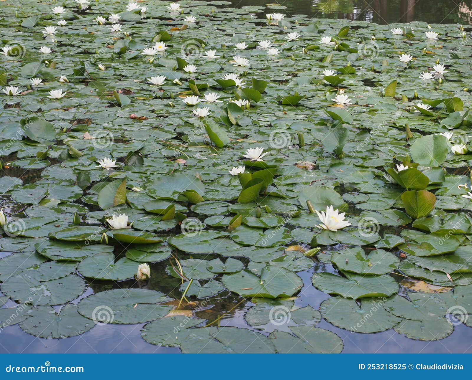 Water Lily Plant Scient. Name Nymphaea in a Pond Stock Image Image of
