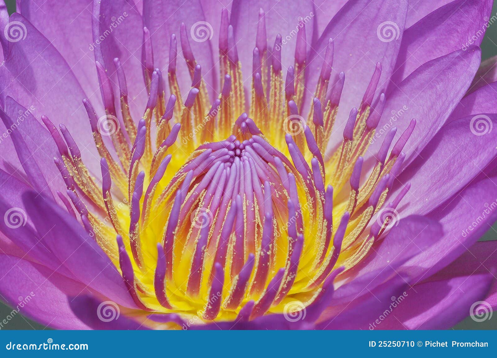 Water Lily pollen stock photo. Image of honey, plants 25250710