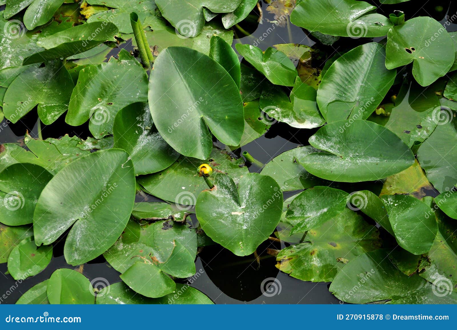Water lily pond (Nuphar) stock photo. Image of lake - 270915878