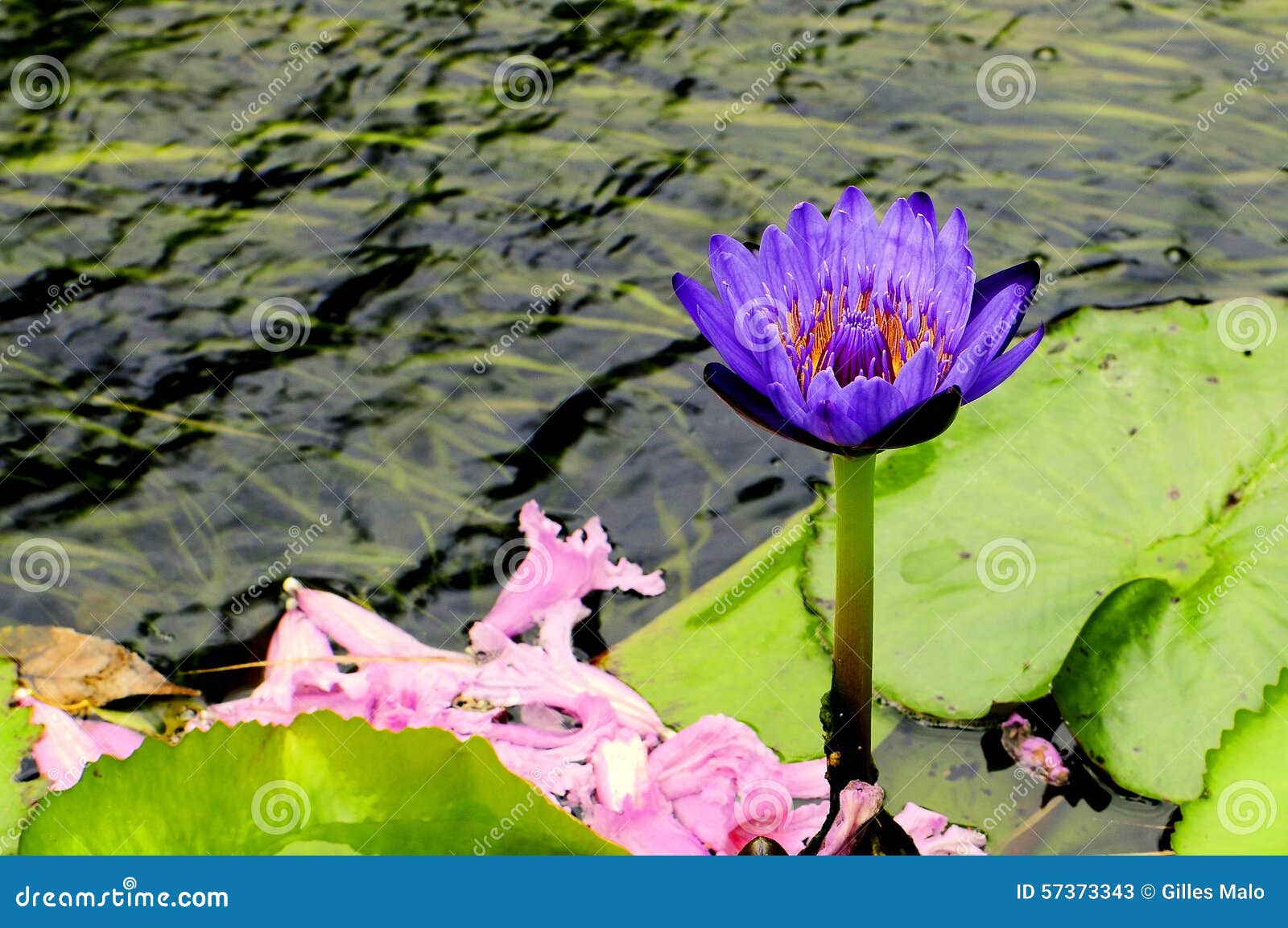 Water lily stock image. Image of florida, lilypads, colors 57373343