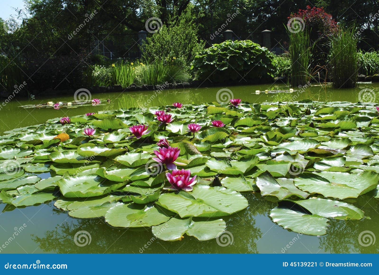 water lily