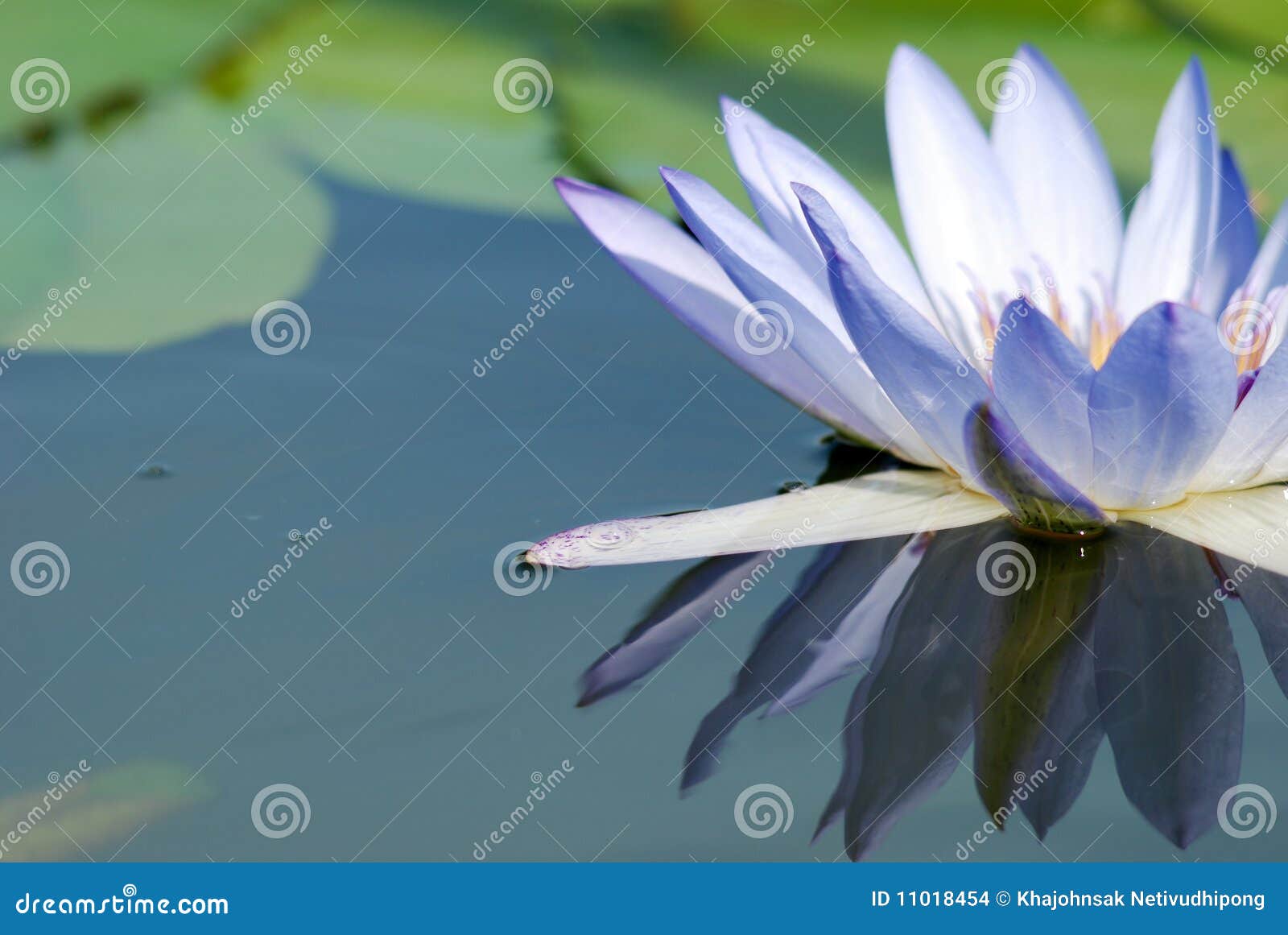 water lily reflection