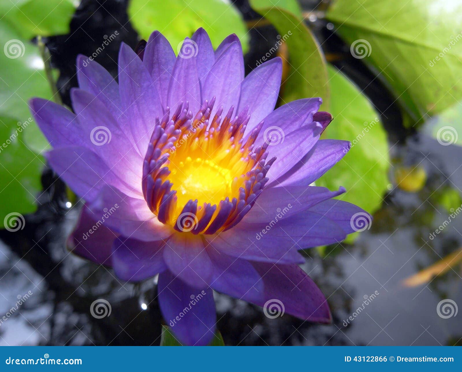Rich purple water lily