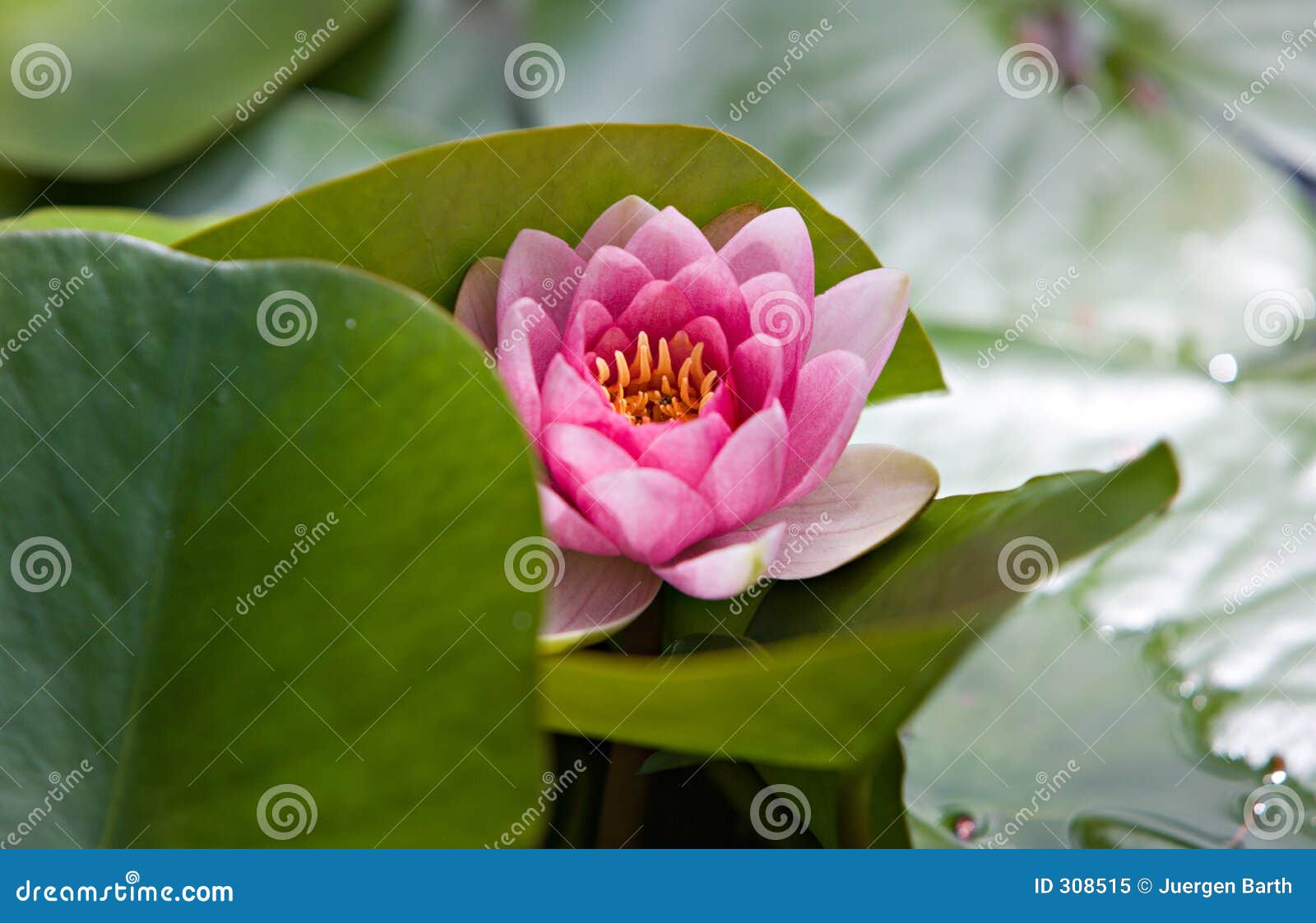 Water Lily, South Africa. Water lily in Helderberg Nature Reserve, South Africa