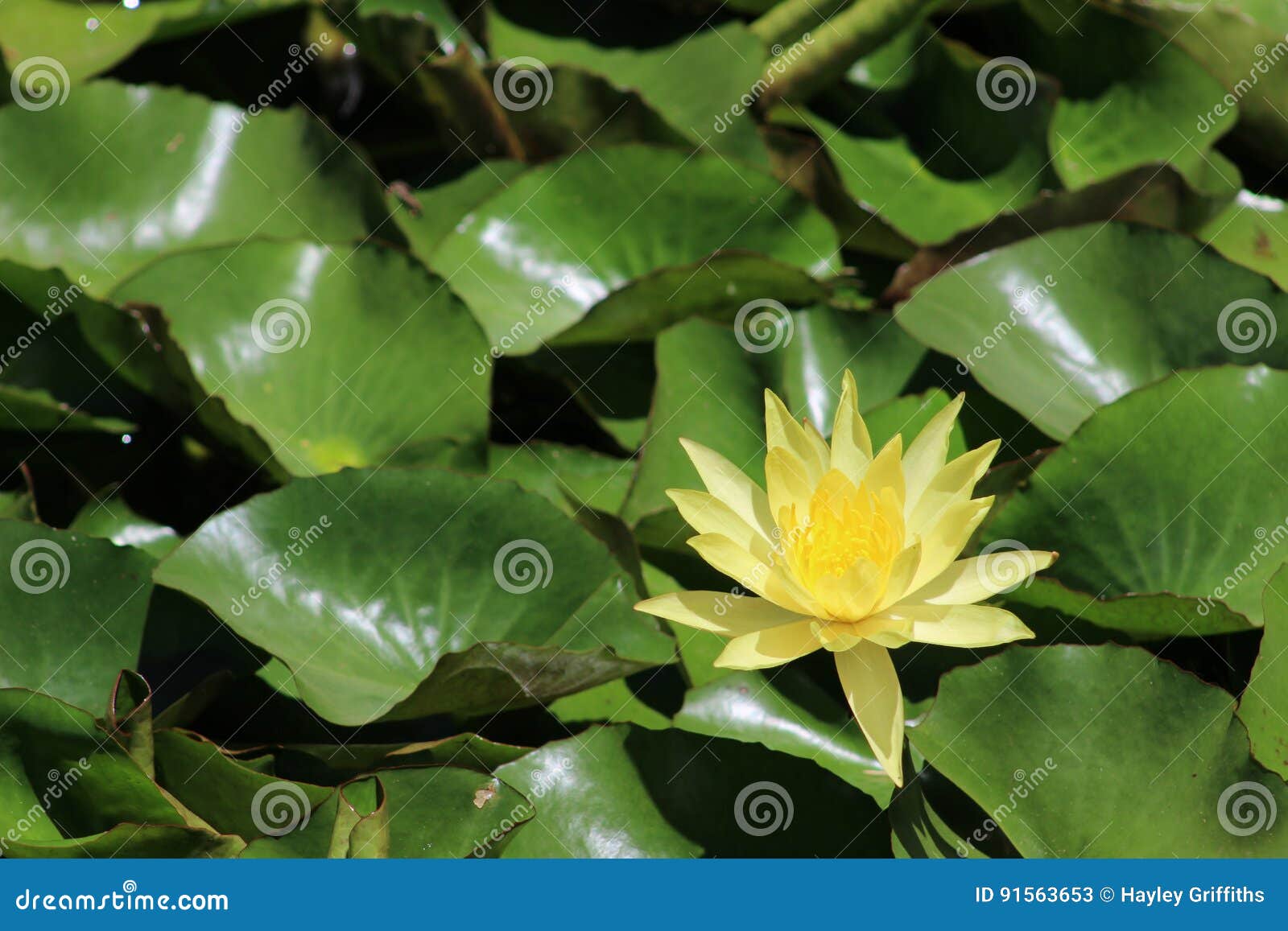 Yellow water Lily stock image. Image of light, botany 91563653