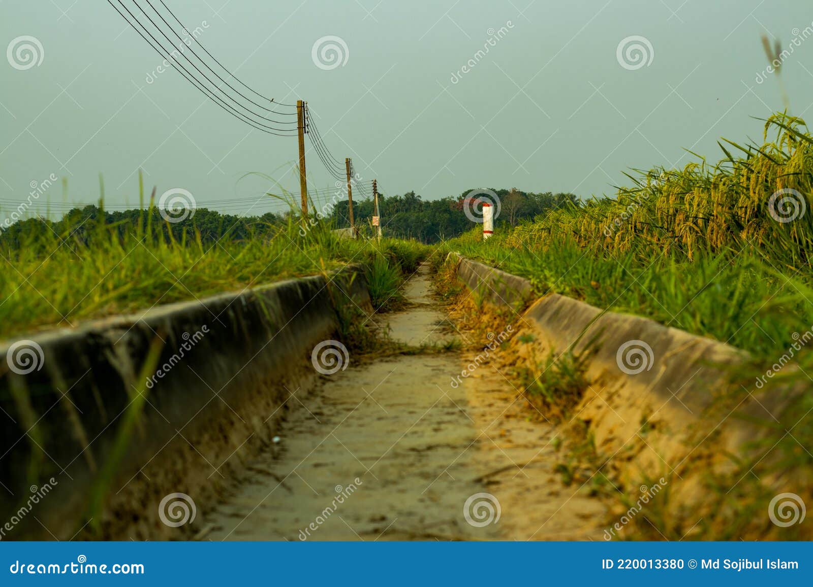 Water Lines Have Been Made with Bricks for Paddy Fields Stock Photo