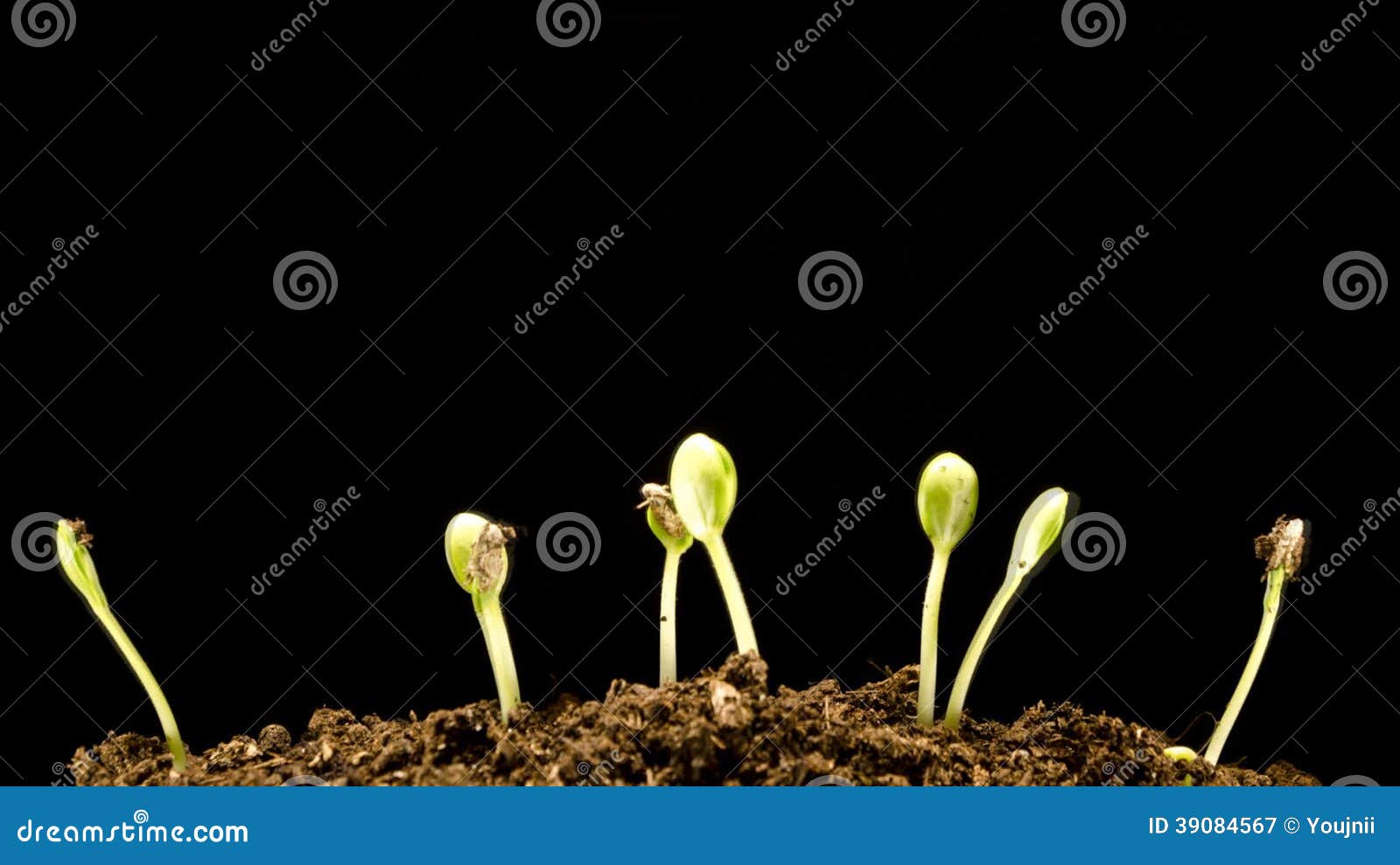 Water Melons Sprouting (timelapse) Stock Video Video of lapse, ground 39084567