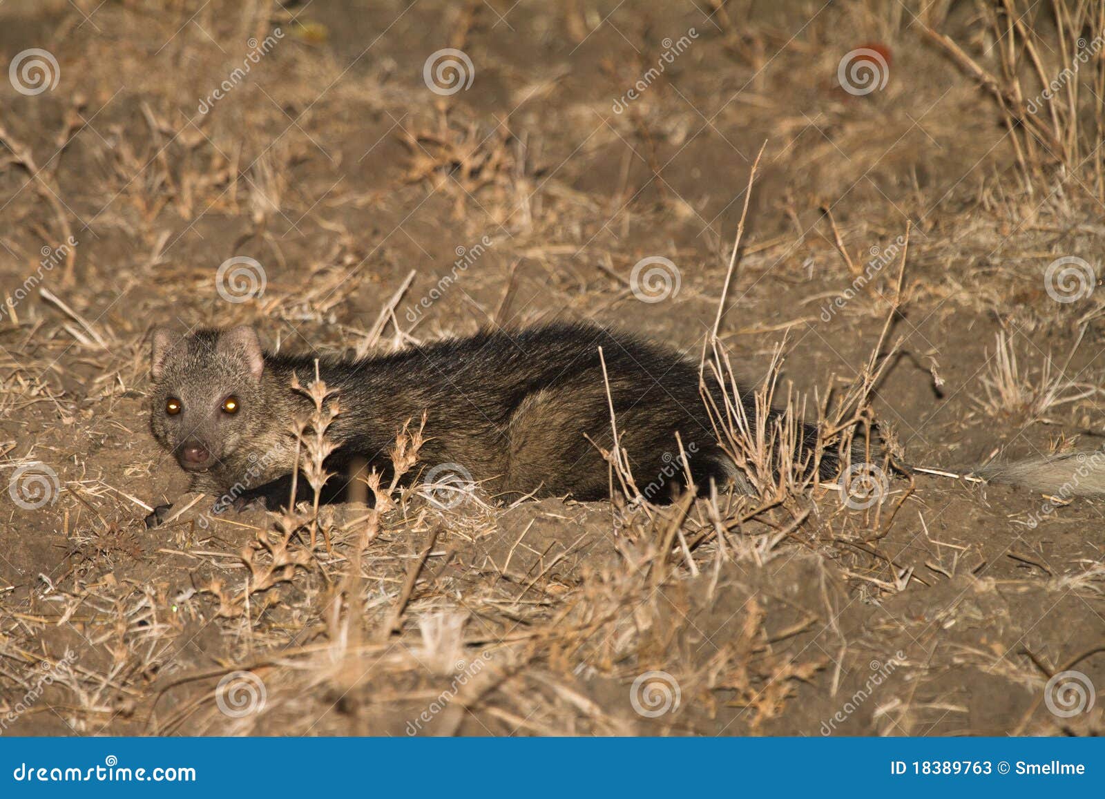 water mongoose