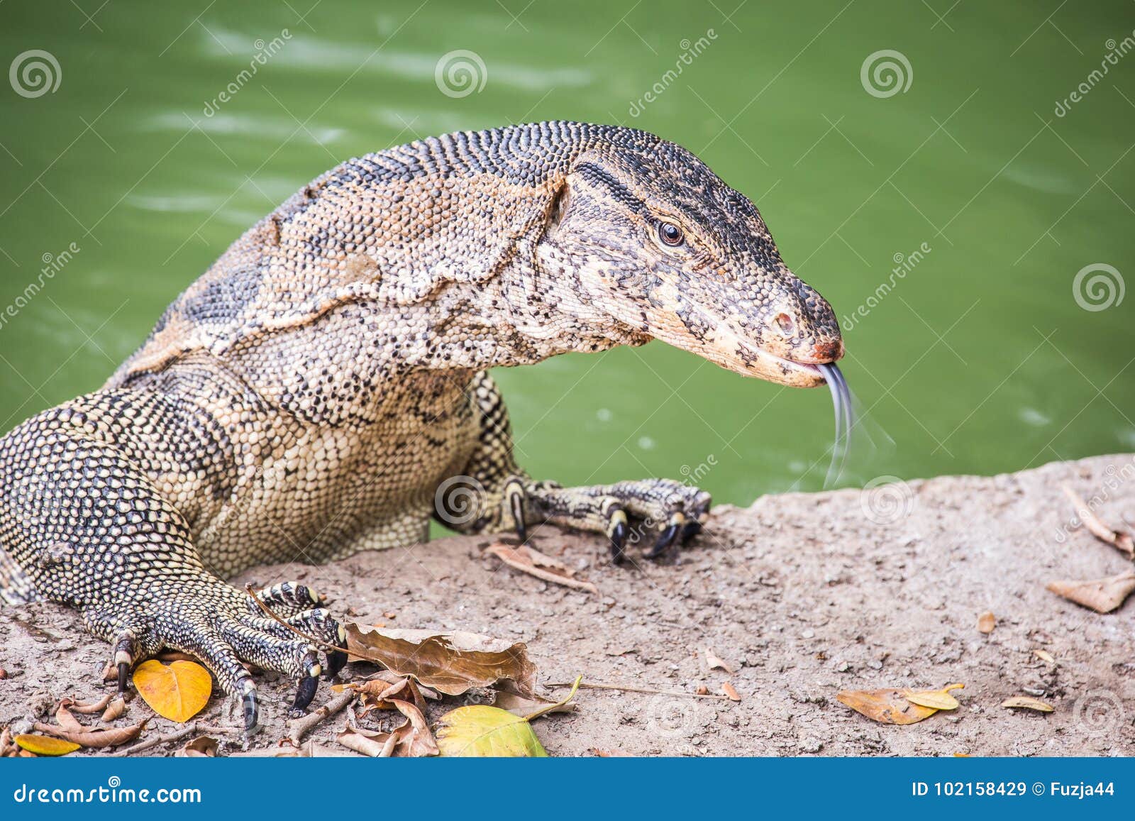 Varanus Salvator Stock Photography | CartoonDealer.com #3584006