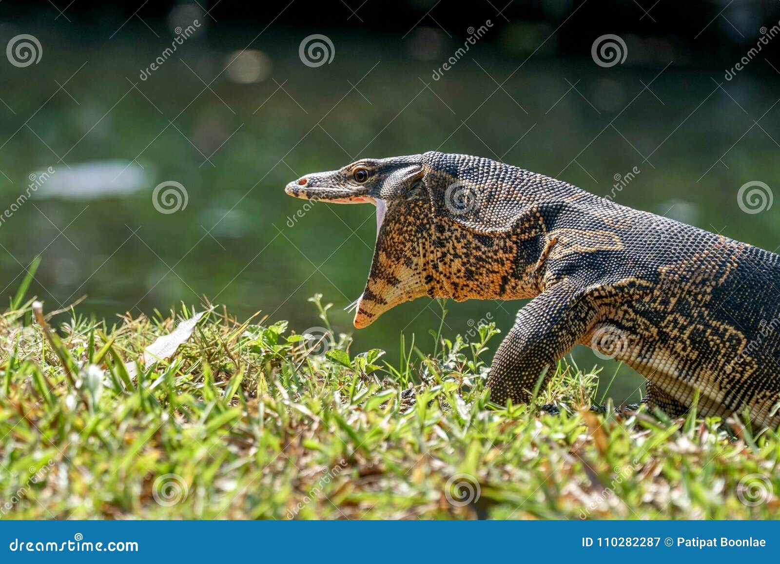 Water Monitor Opening Its Mouth Wide Stock Image - Image of reptile, wildlife: 110282287 Water Monitor Opening Its Mouth Wide Stock Image - Image of reptile, wildlife: 110282287