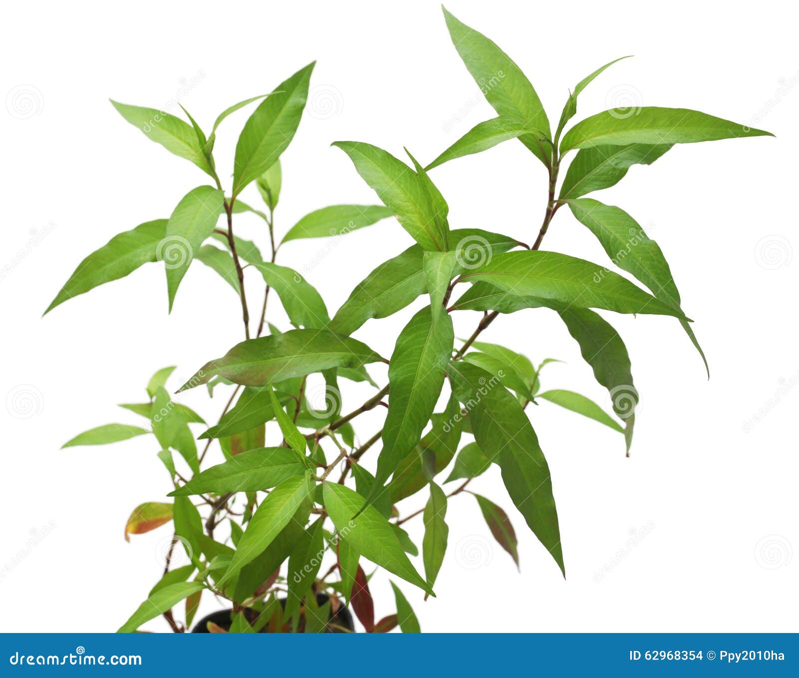 Waterpepper, Water Pepper Or Marsh Pepper Knotweed Persicaria