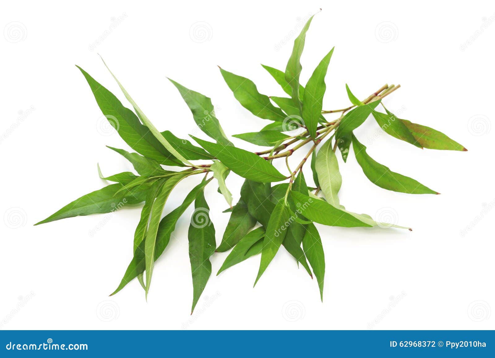 Waterpepper, Water Pepper Or Marsh Pepper Knotweed Persicaria