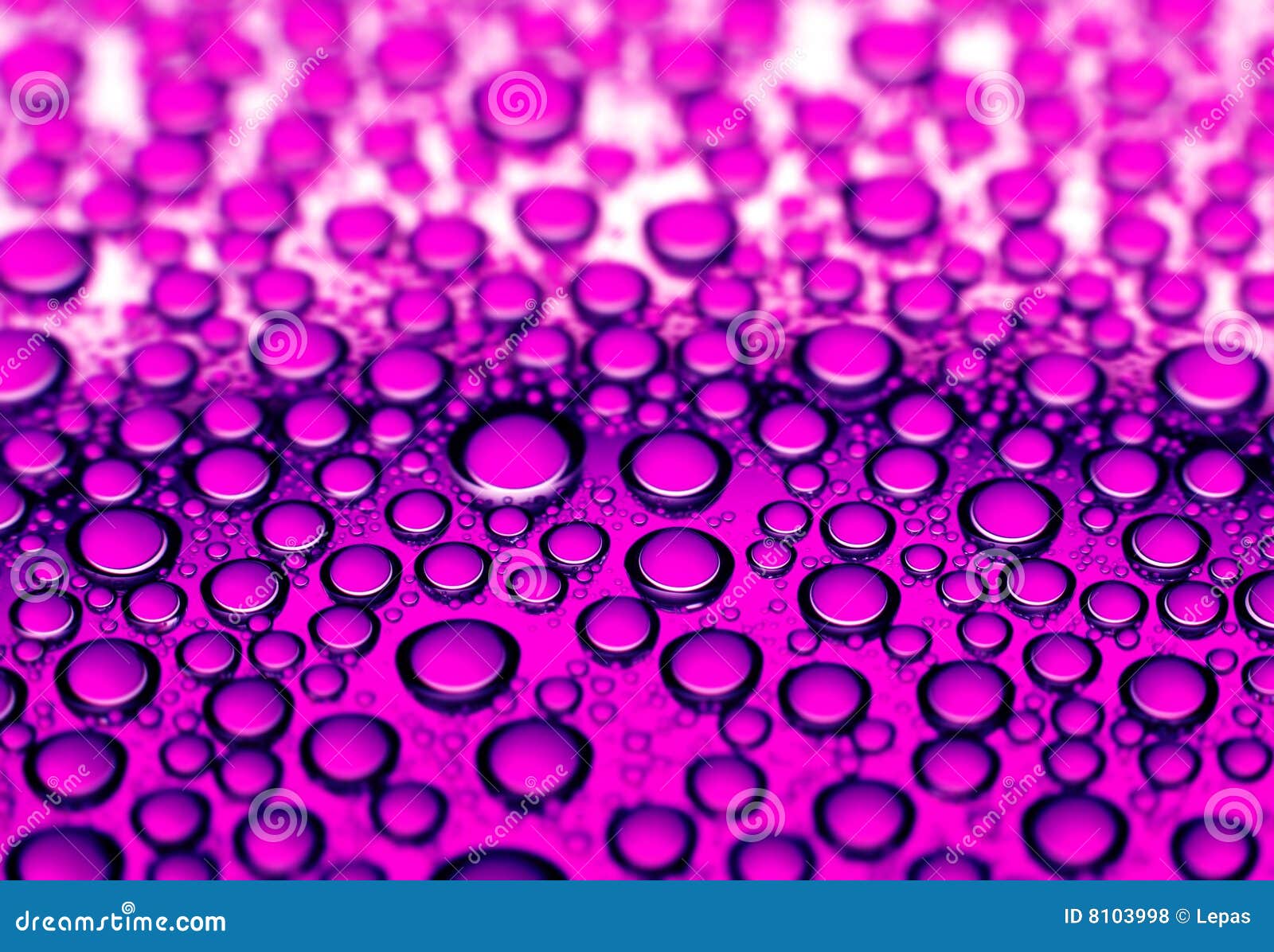 Water And Pink Flowers In The Pond. (srilanka) RoyaltyFree Stock