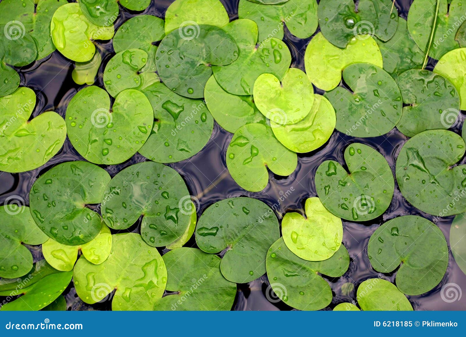 Water-plant foliage stock image. Image of wallpaper, drops - 6218185