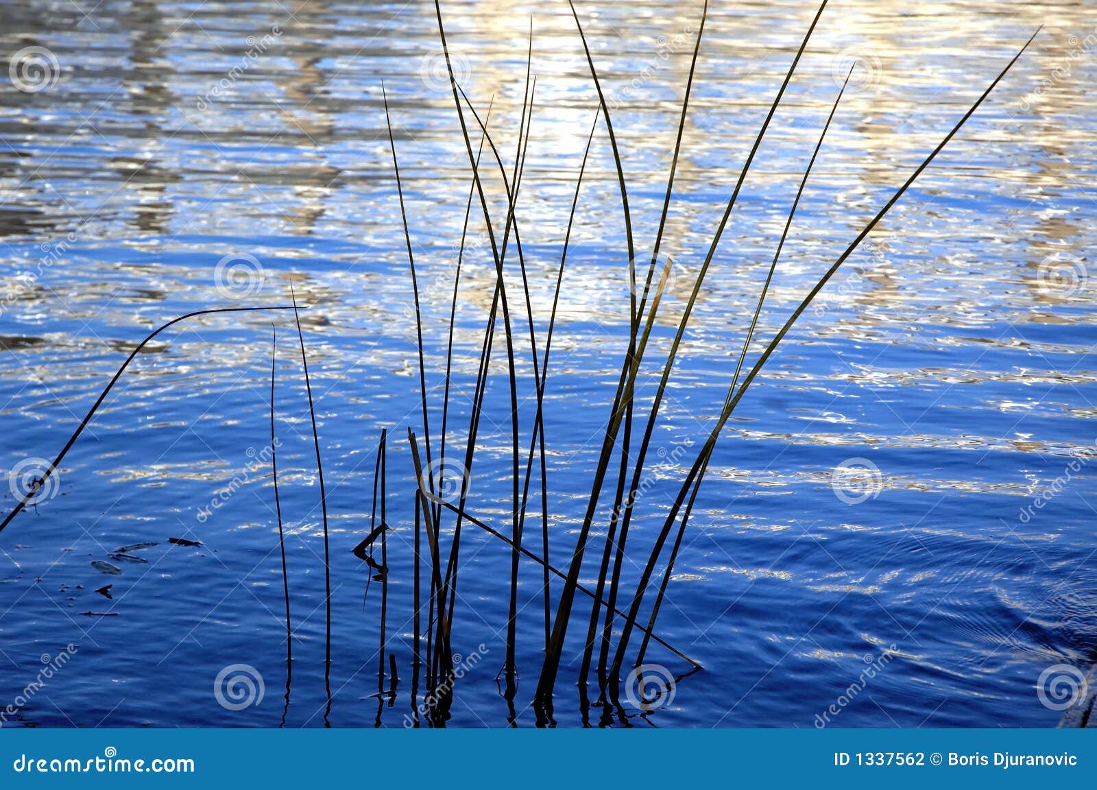 Water plants stock photo. Image of sparkling, herb, bright 1337562