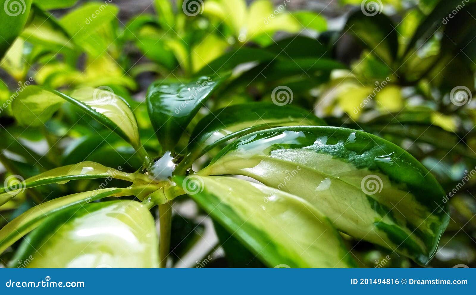 Water and Plants in the Morning Stock Photo Image of nature, shining