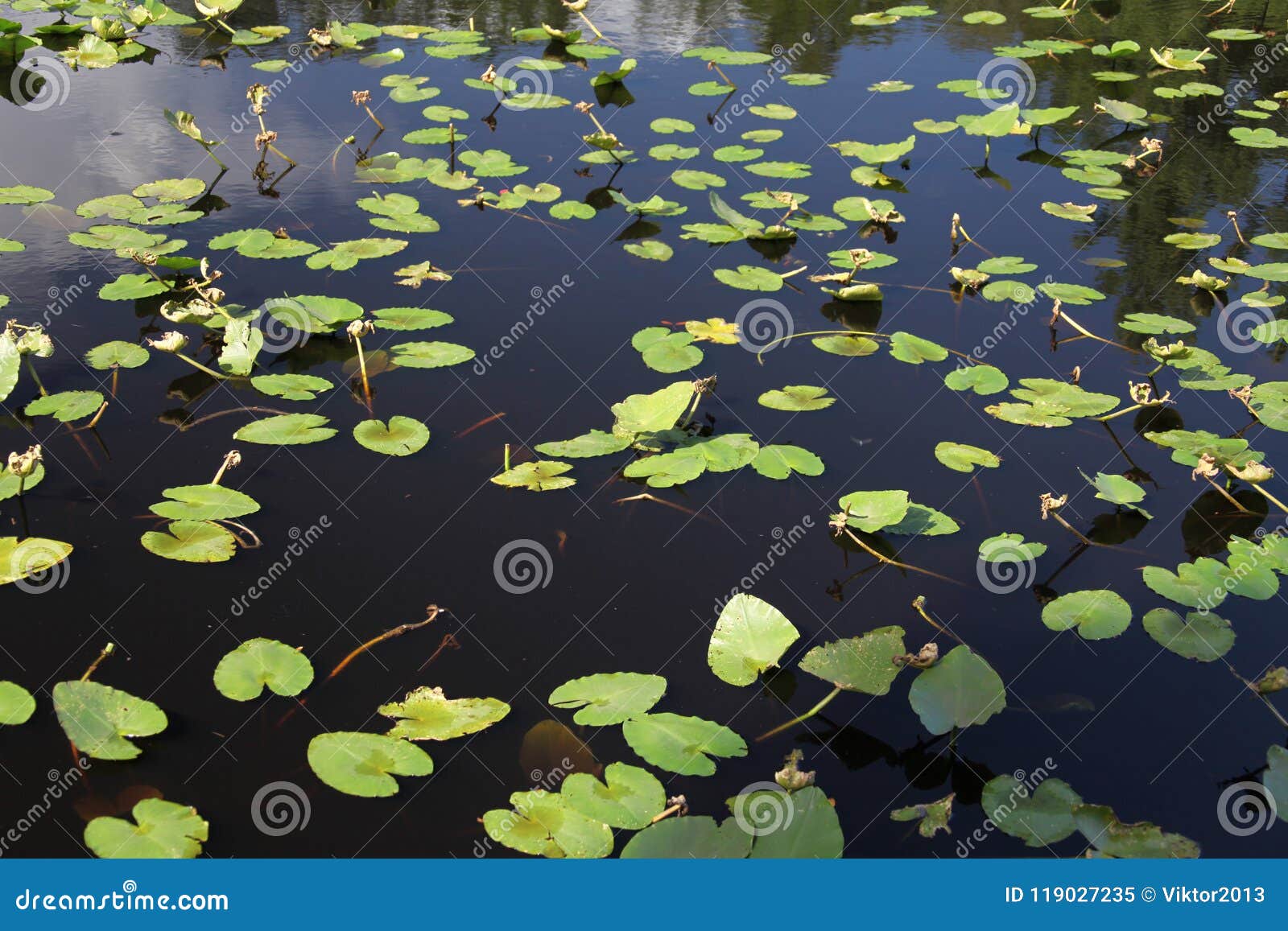 Water plant stock image. Image of nature, flora, green 119027235