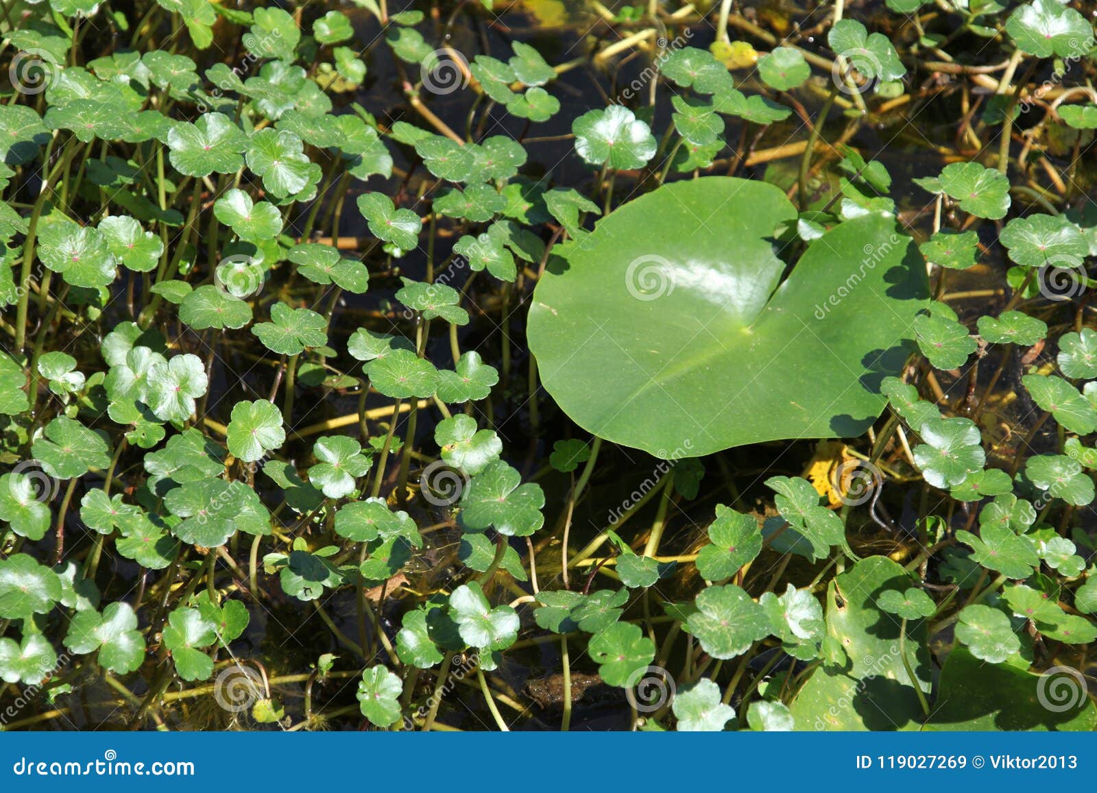 Water plant stock image. Image of petal, natural, lake 119027269