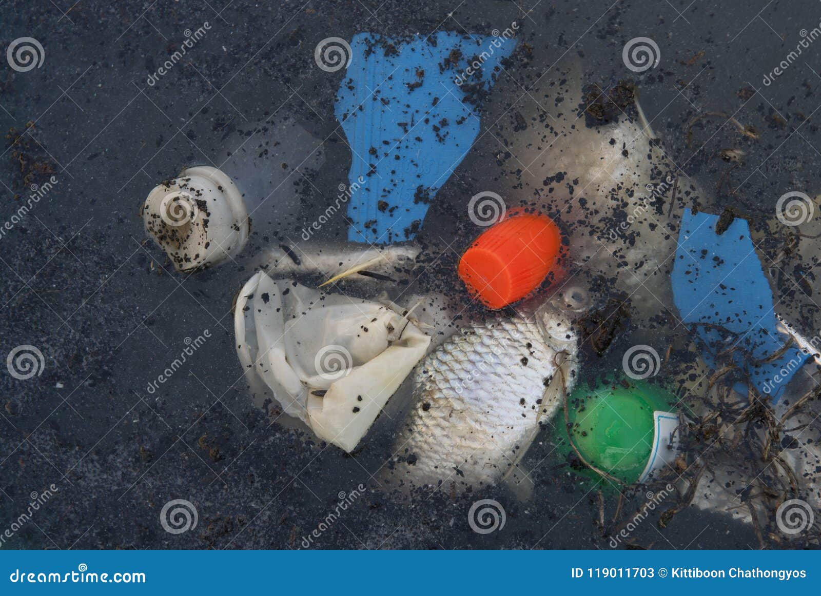 Water Pollution in Garbage,dead Aquatic Animals in Sewage Environment Problem. Stock Image - Image of dirty, ecology: 119011703 Water Pollution in Garbage,dead Aquatic Animals in Sewage Environment Problem. Stock Image - Image of dirty, ecology: 119011703