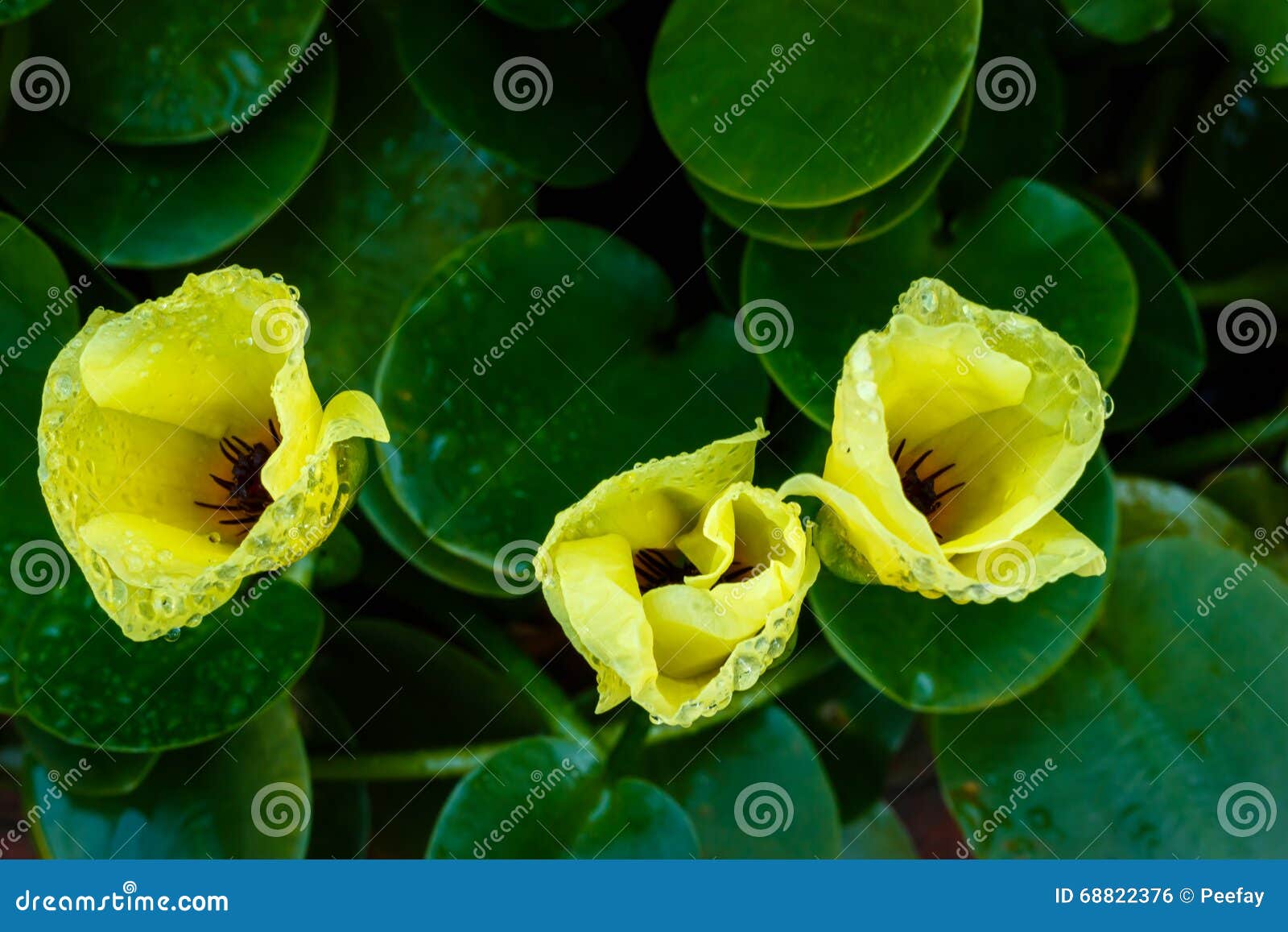 Water Poppy Flower Blooming Stock Photo Image of color, macro 68822376