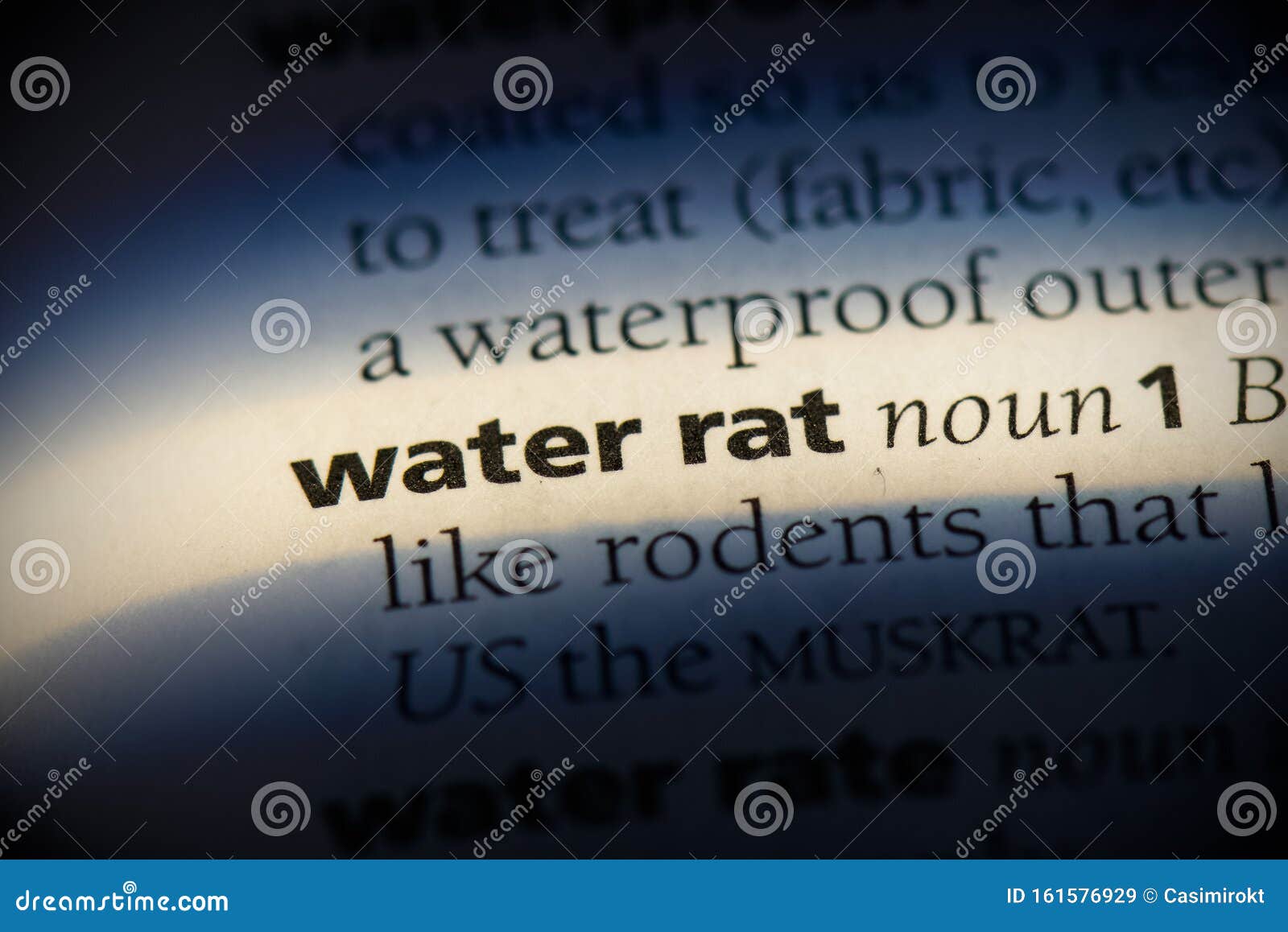 Water rat stock image. Image of isolated, minimal, text 161576929