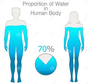What Percentage Of The Human Body Is Water Svalbar i 43 OFF