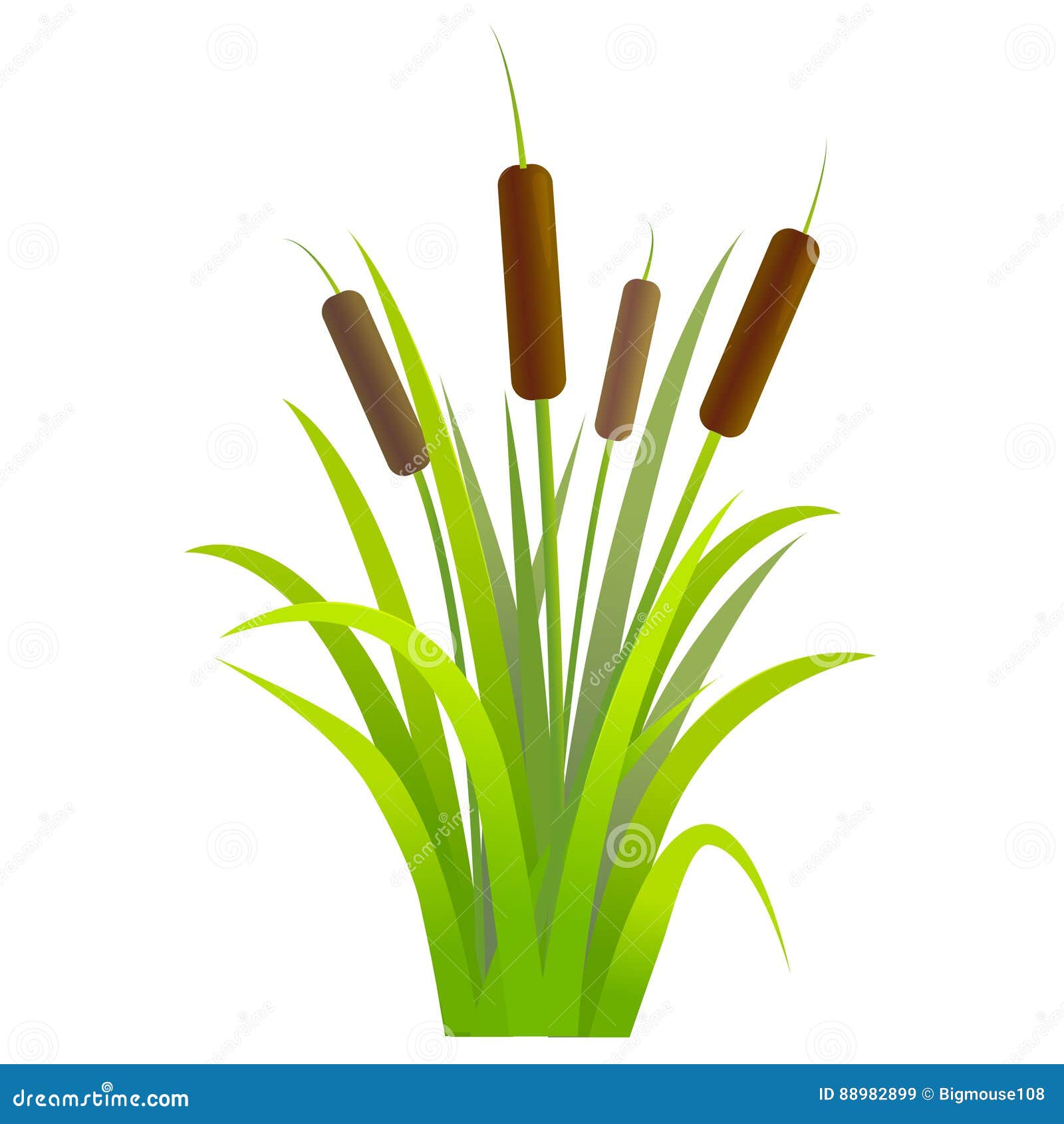 Water Reed Plant Cattails Green Leaf. Vector Stock Vector ...