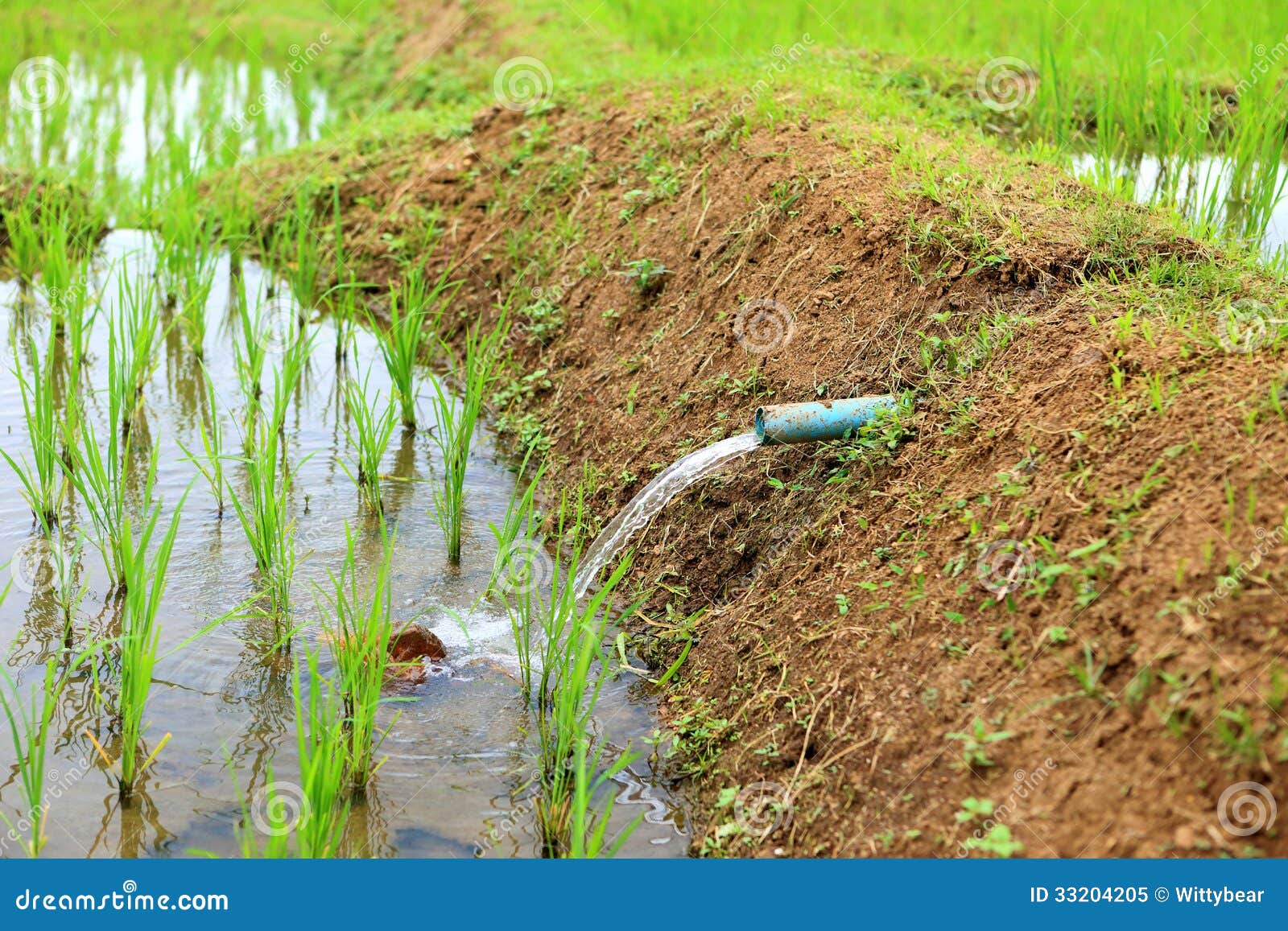 Water for Rice Plant in Farm of Thailand Stock Image Image of paddy